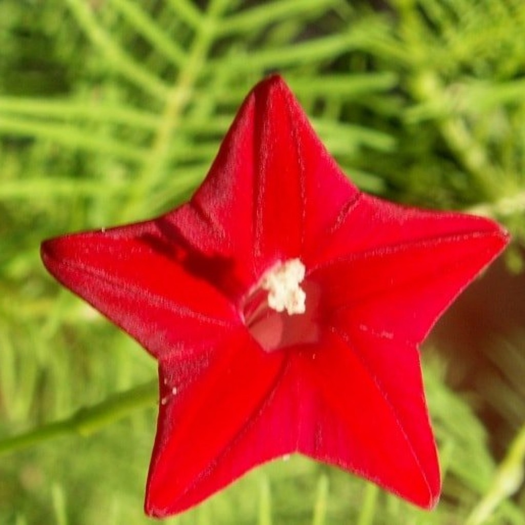 Фото цветка звезда