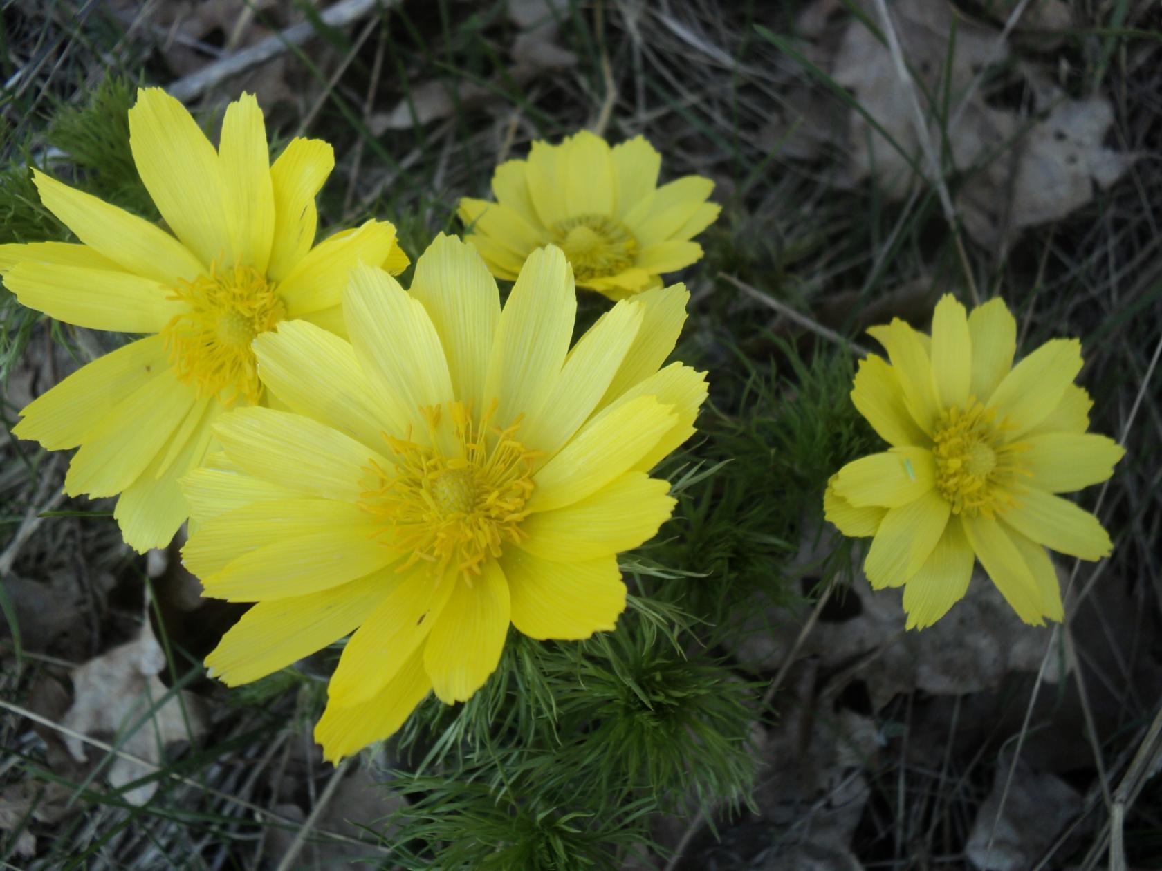 Желтые весенние цветы фото с названиями лесные