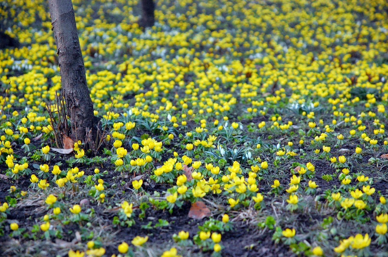 Желтые цветочки в апреле
