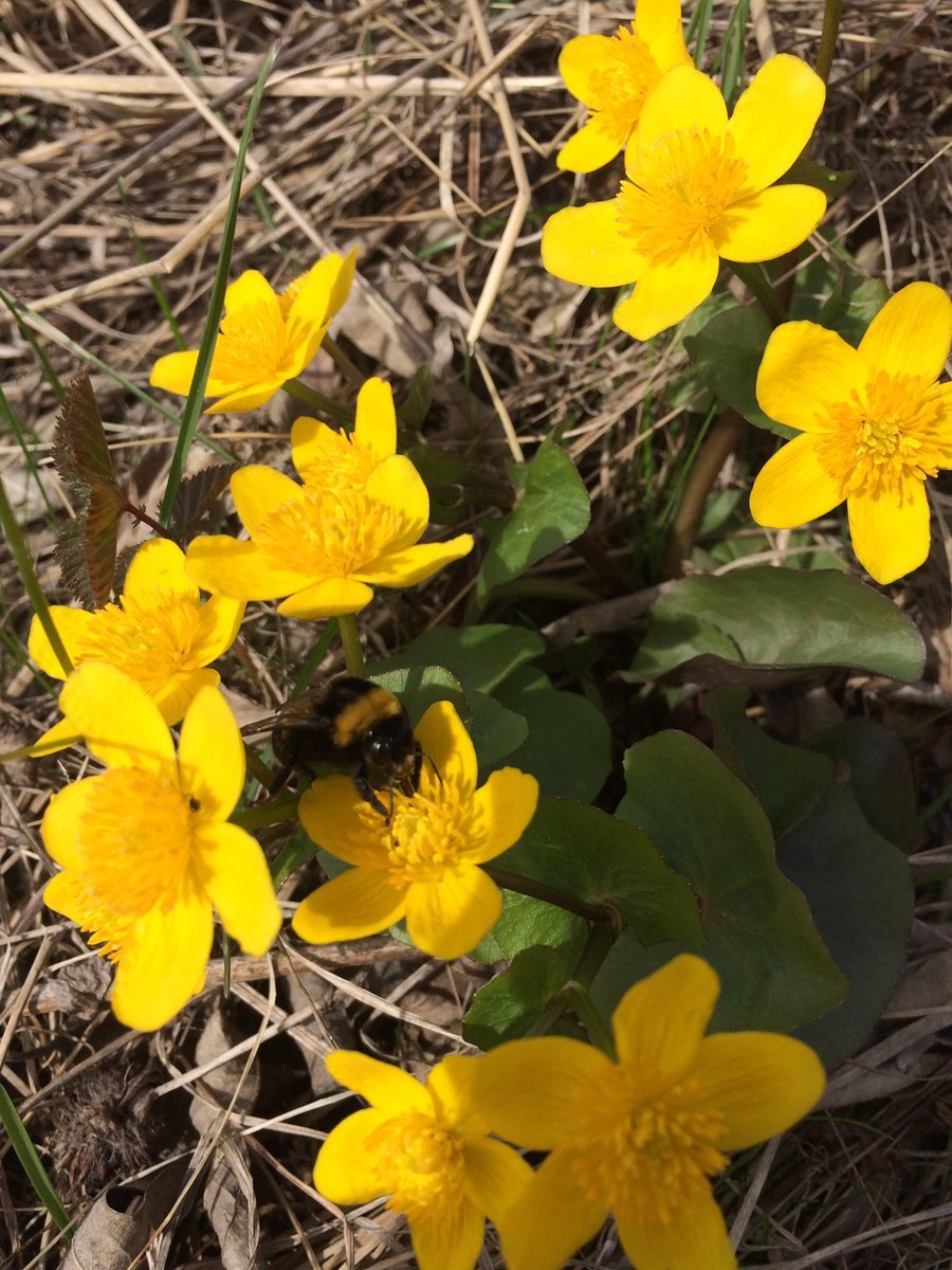 Первые желтые весенние цветы в лесу фото и названия