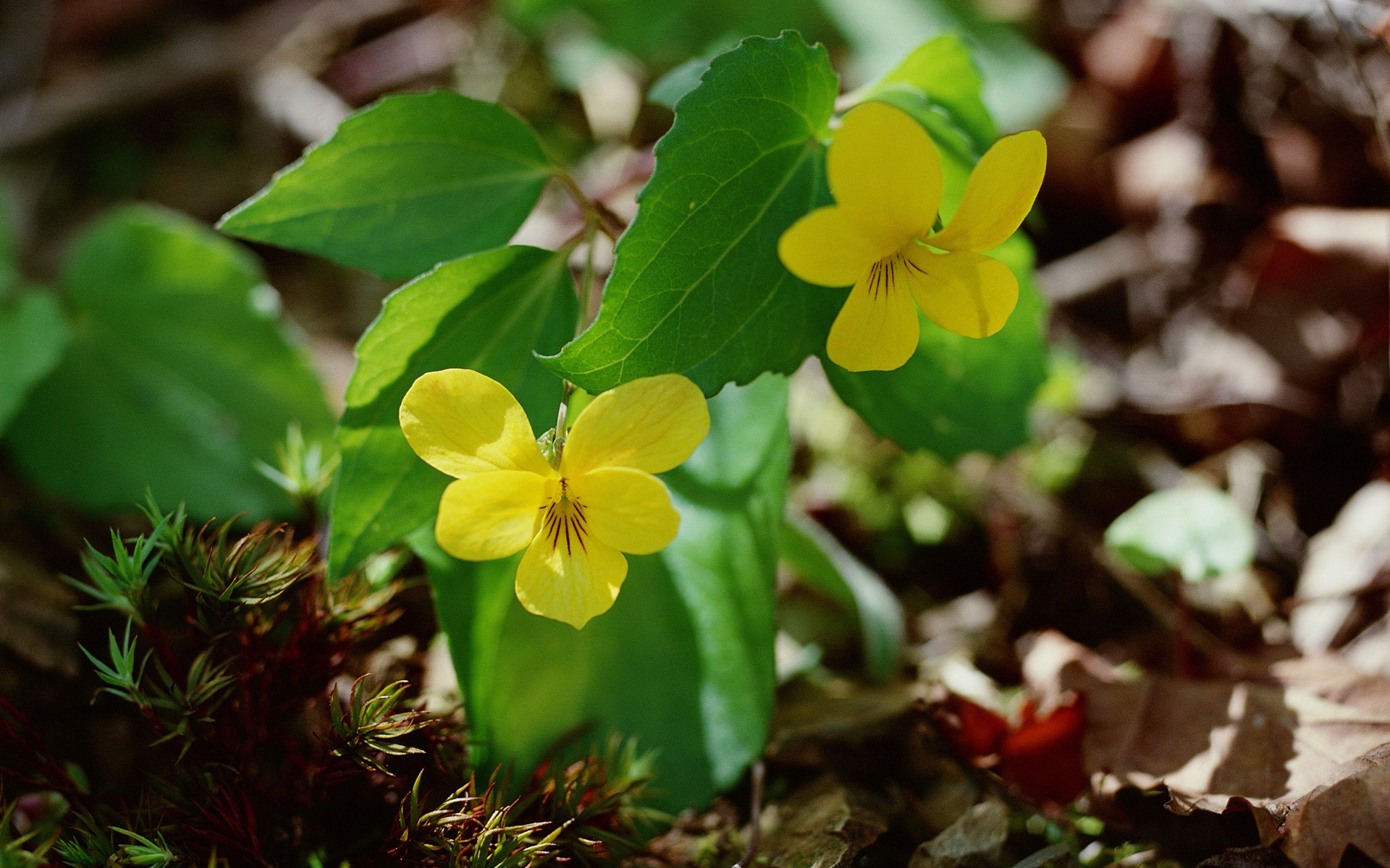 Желтые лесные цветы название и фото