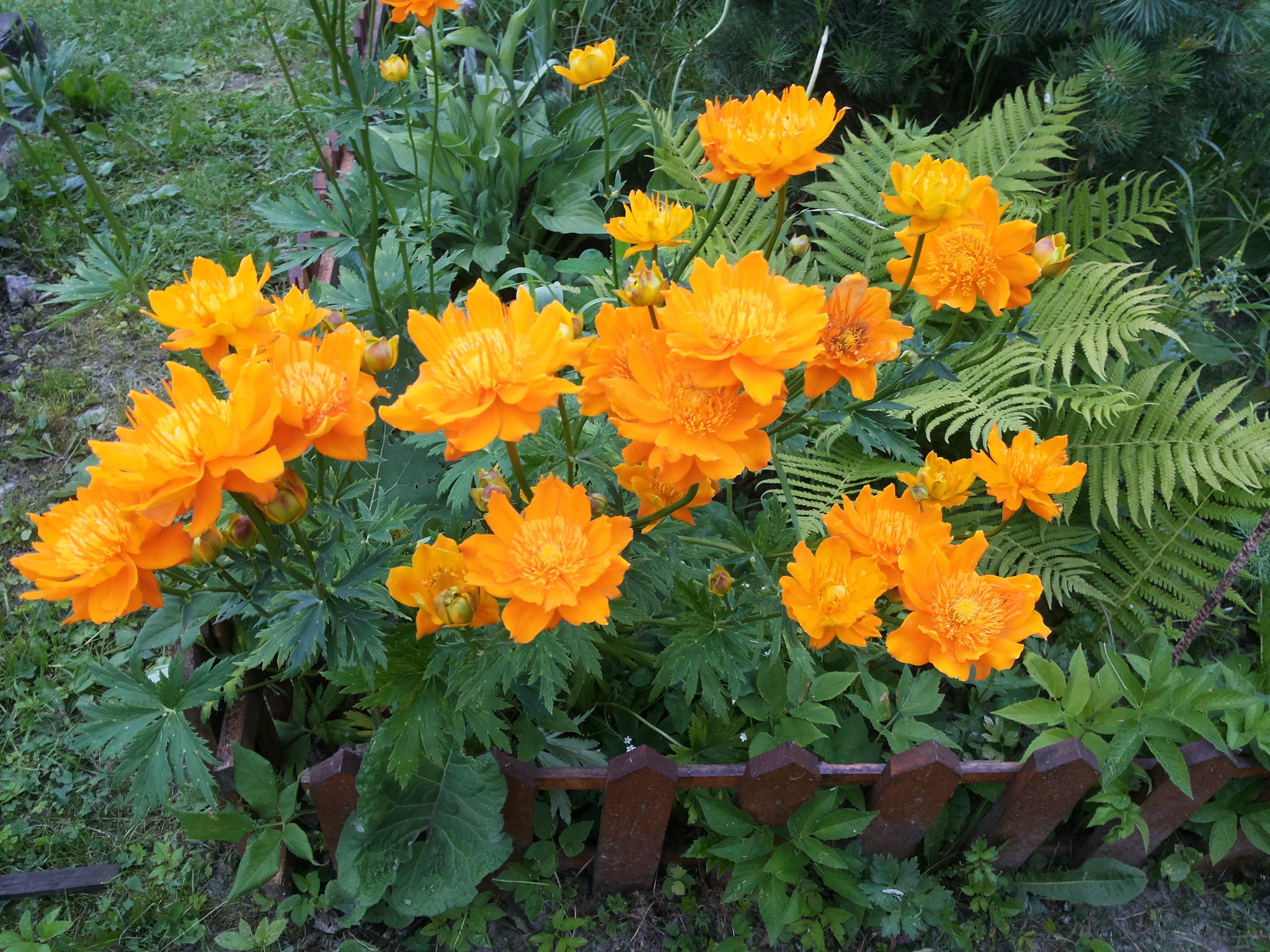 цветок огонек фото садовый многолетний