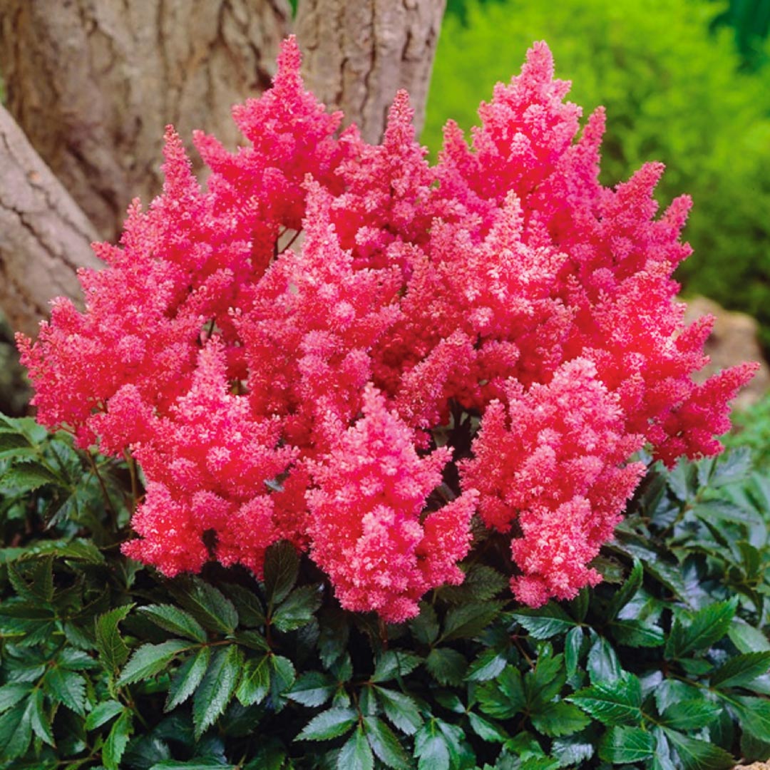 Астильба Арендса (Astilbe arendsii Spinell
