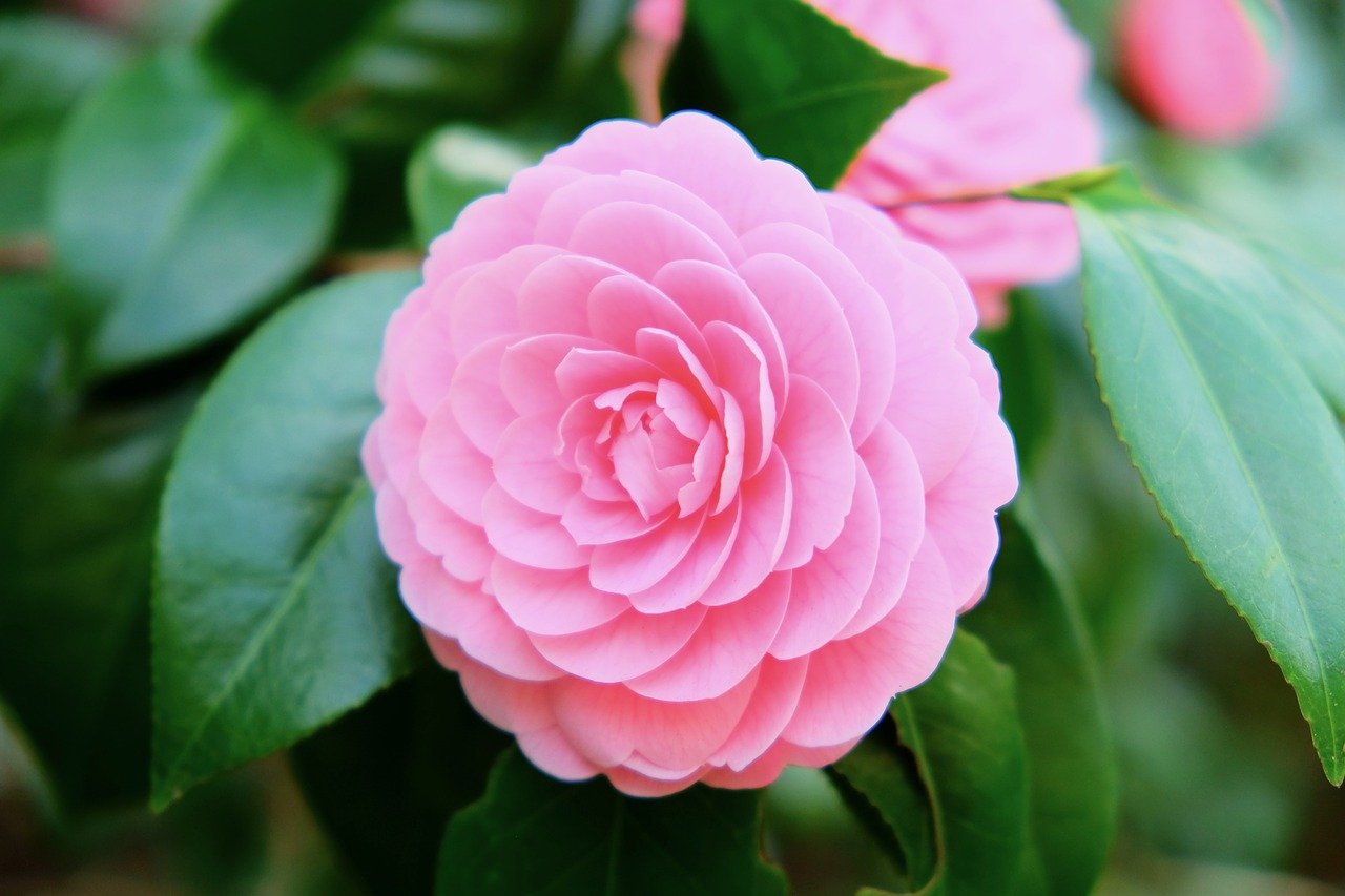 Camellia japonica / Каме́лия япо́нская