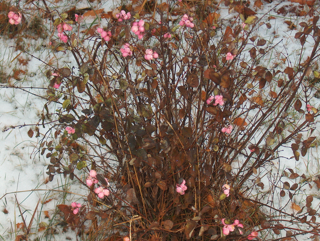 Розовый цветок без листьев. Снежноягодник. Снежноягодник куст. Снежноягодник фоллис Вариегатус. Снежноягодник осенний снегопад.