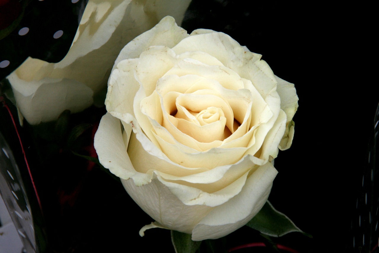 Роза белый Триумф