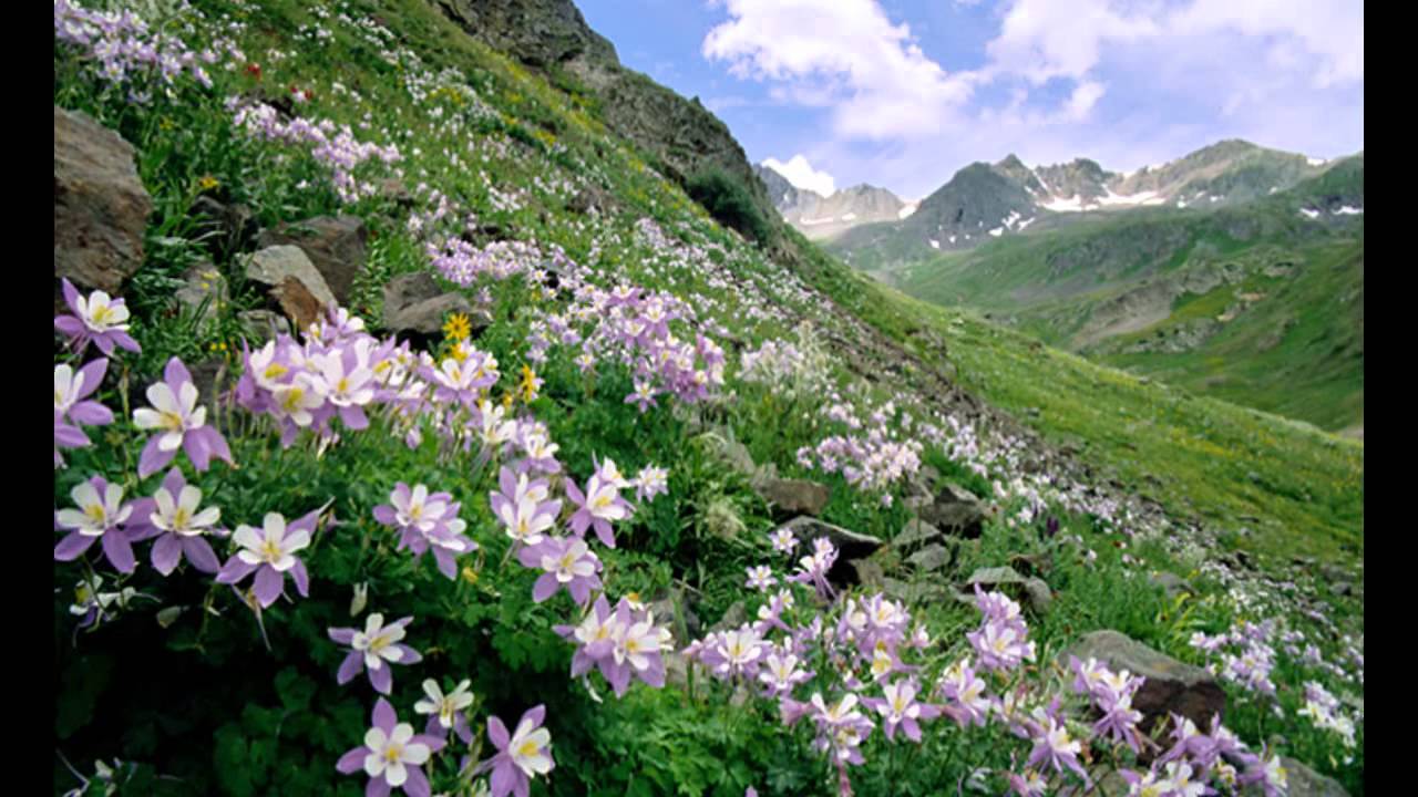 Горные цветы Колорадо