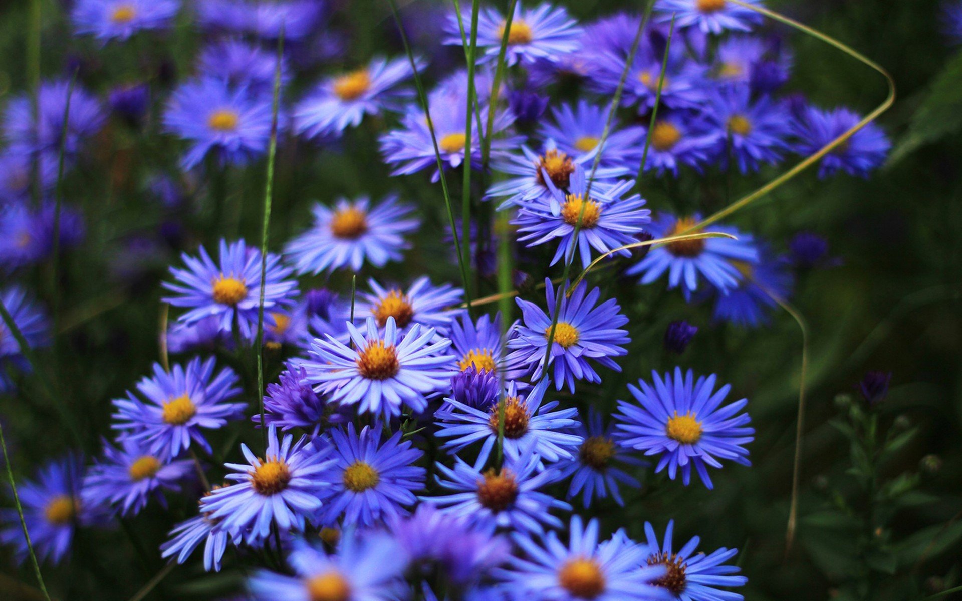 Полевые Цветы Синего Цвета