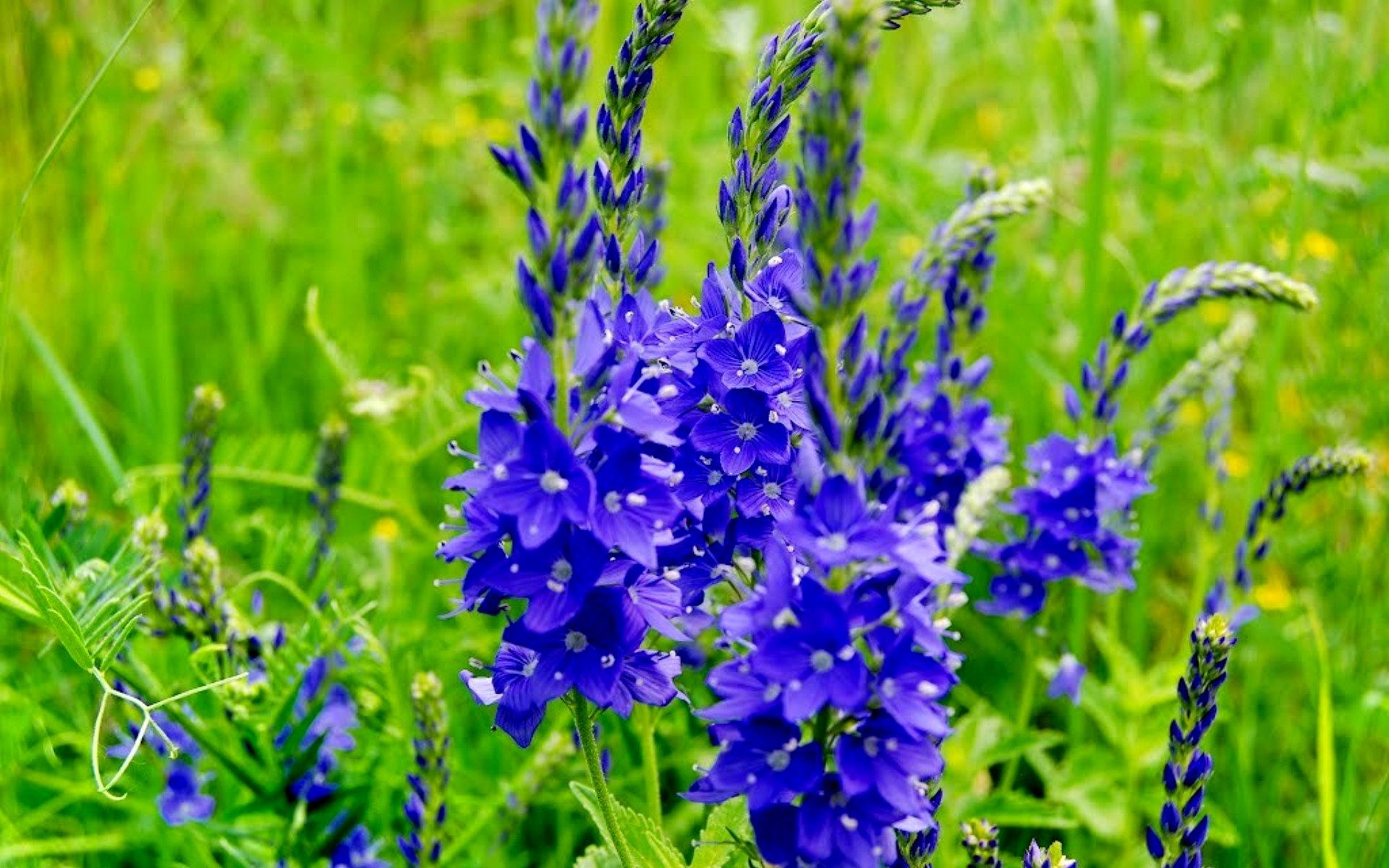 Синий цветок на лугу. Многолистник Луговой. Колокольчик полевой медонос. Луговой медонос синий. Луговой высокорослые цветы.