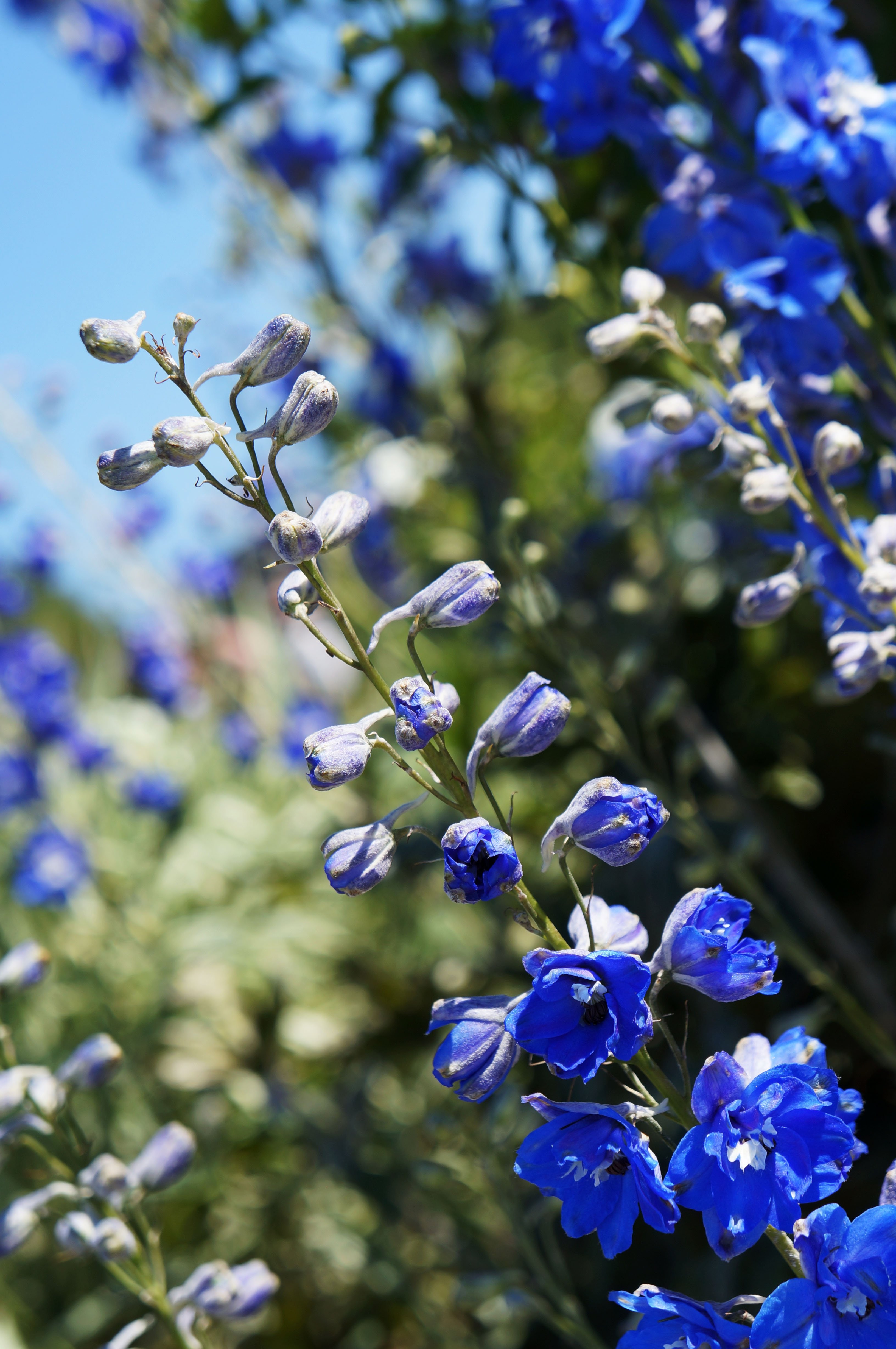 Полевые цветы с голубыми цветочками фото и названия