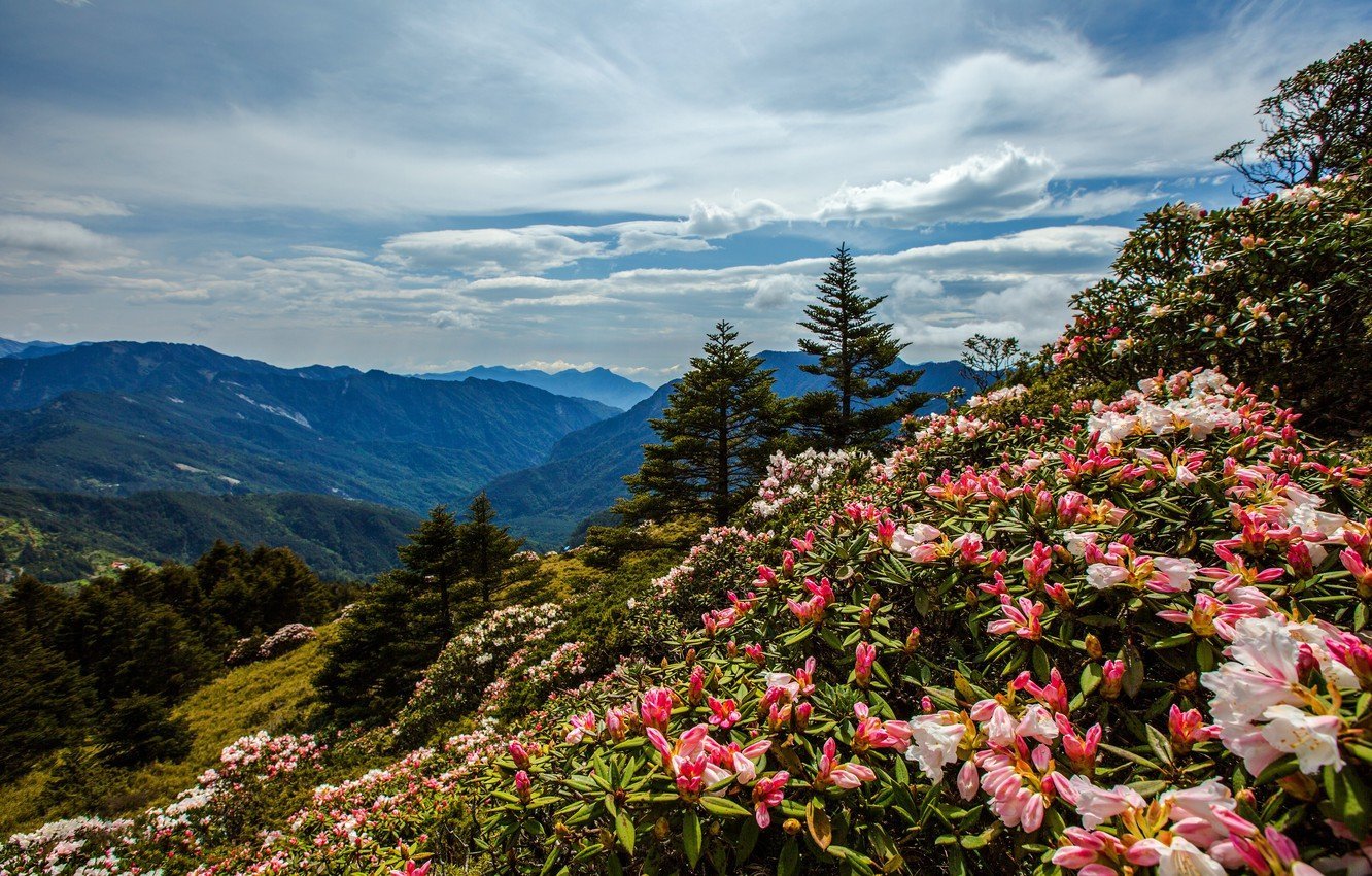 Горы Сочи цветет Рододендру