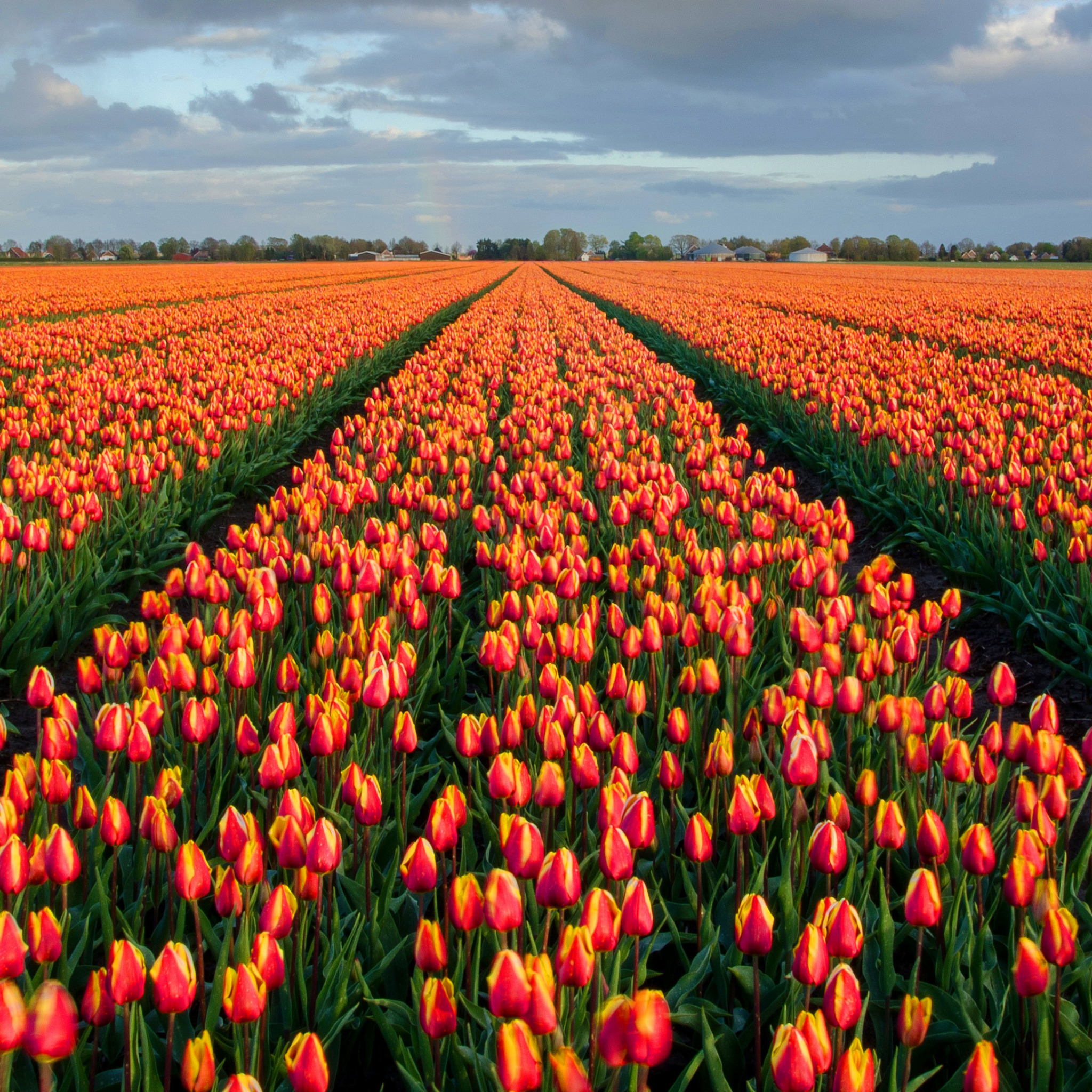 Где находится тюльпановое поле. Тюльпановое поле в Нидерландах. Плантации тюльпанов в Голландии. Тюльпановые поля Голландия картины. Тюльпаны Голландия и Эквадор.