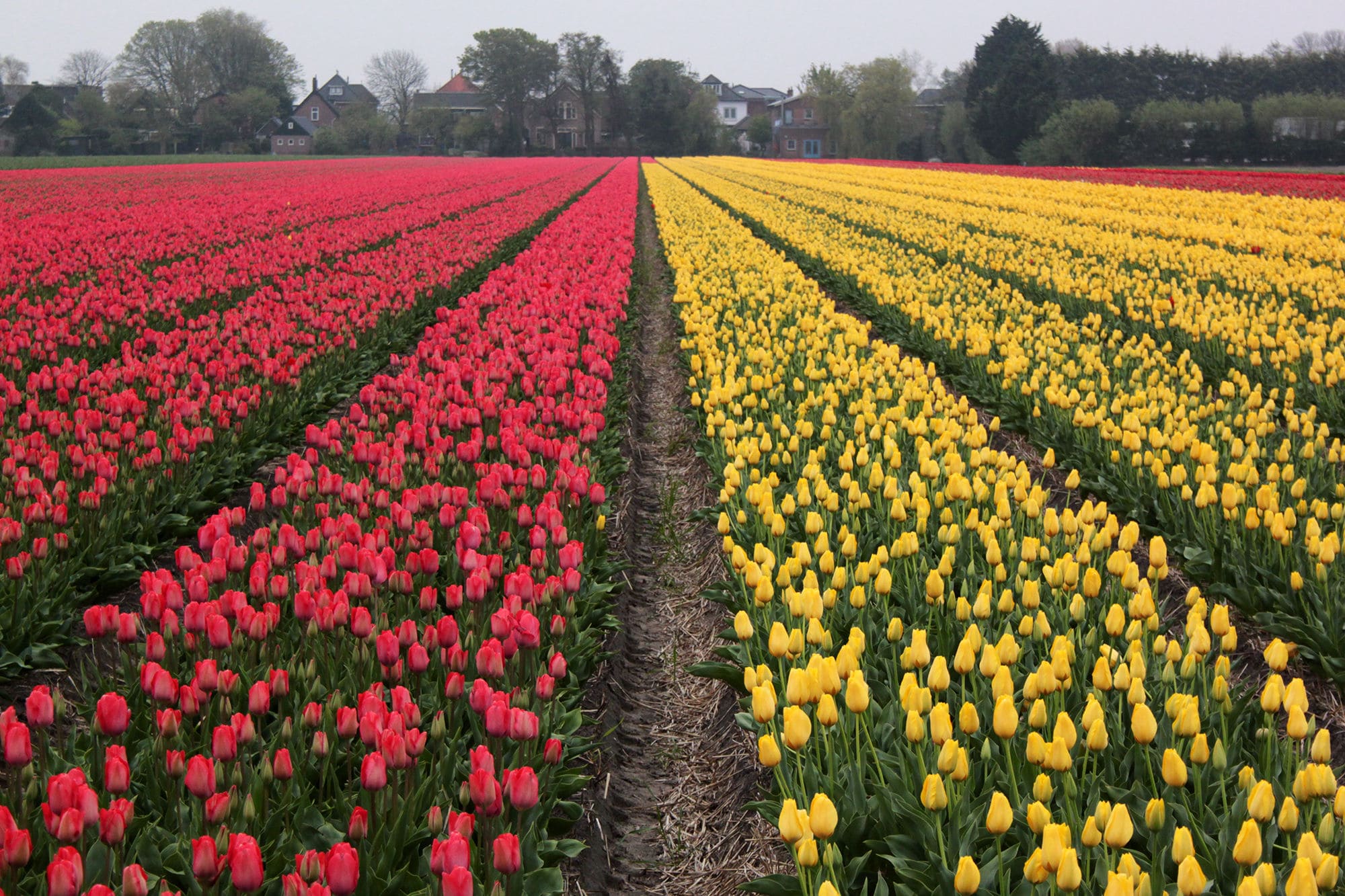 Почему тюльпаны растут. Амстердам тюльпаны плантации. Тюльпановые поля в Нидерландах. Тюльпанные плантации в Нидерландах.