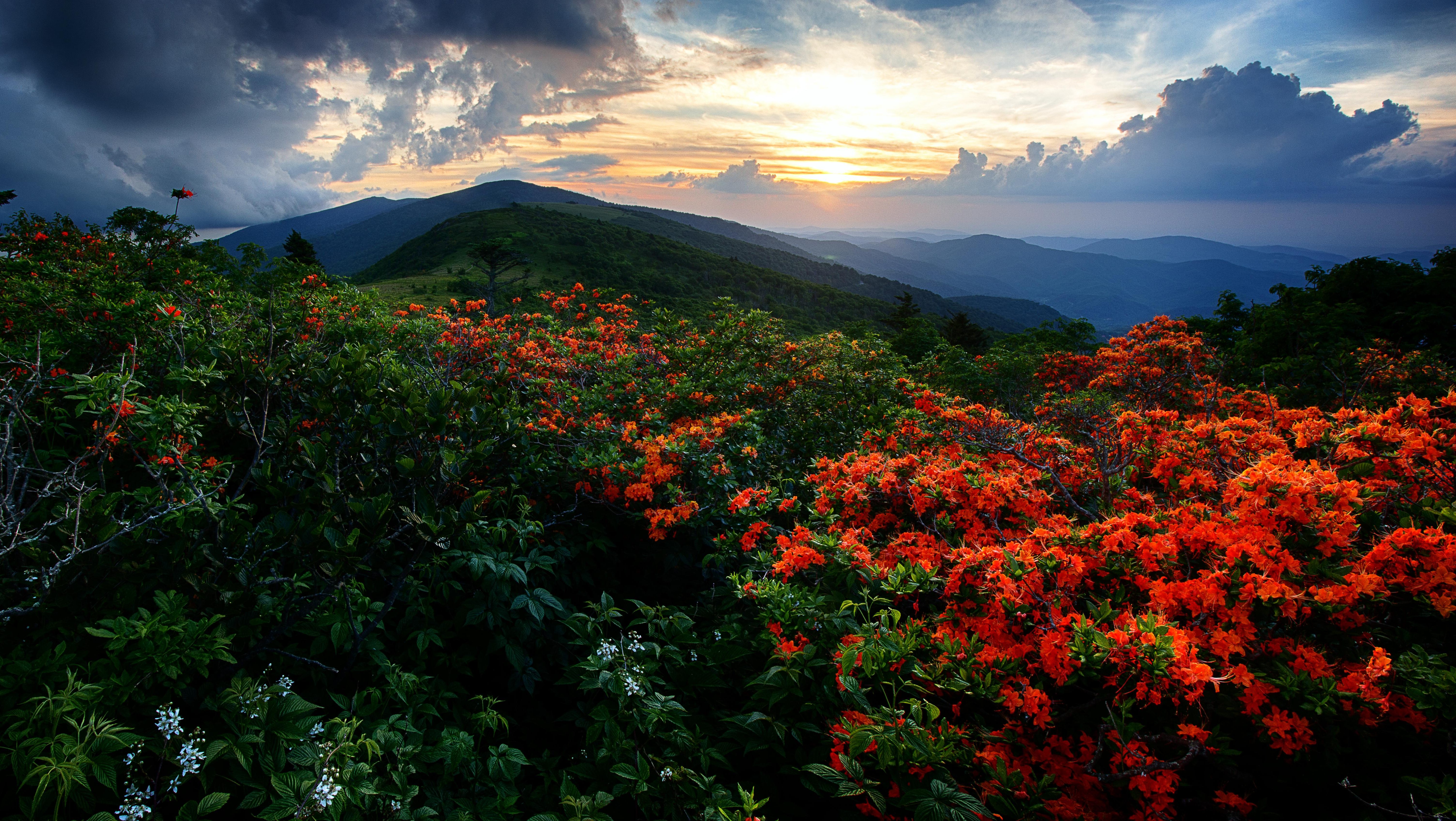 Горы Аппалачи цветы