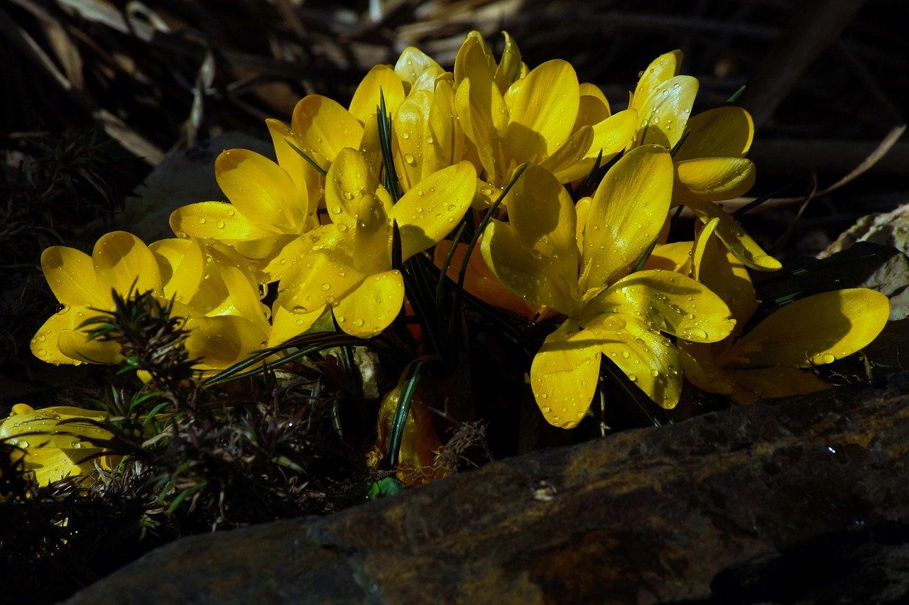 Пятилистный желтый цветок фото