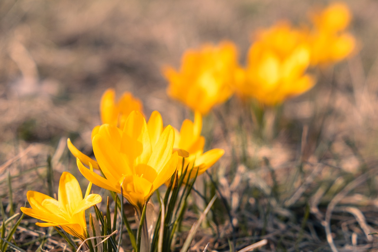 Желтые цветы ранней весной фото. Крокус оранжевый.