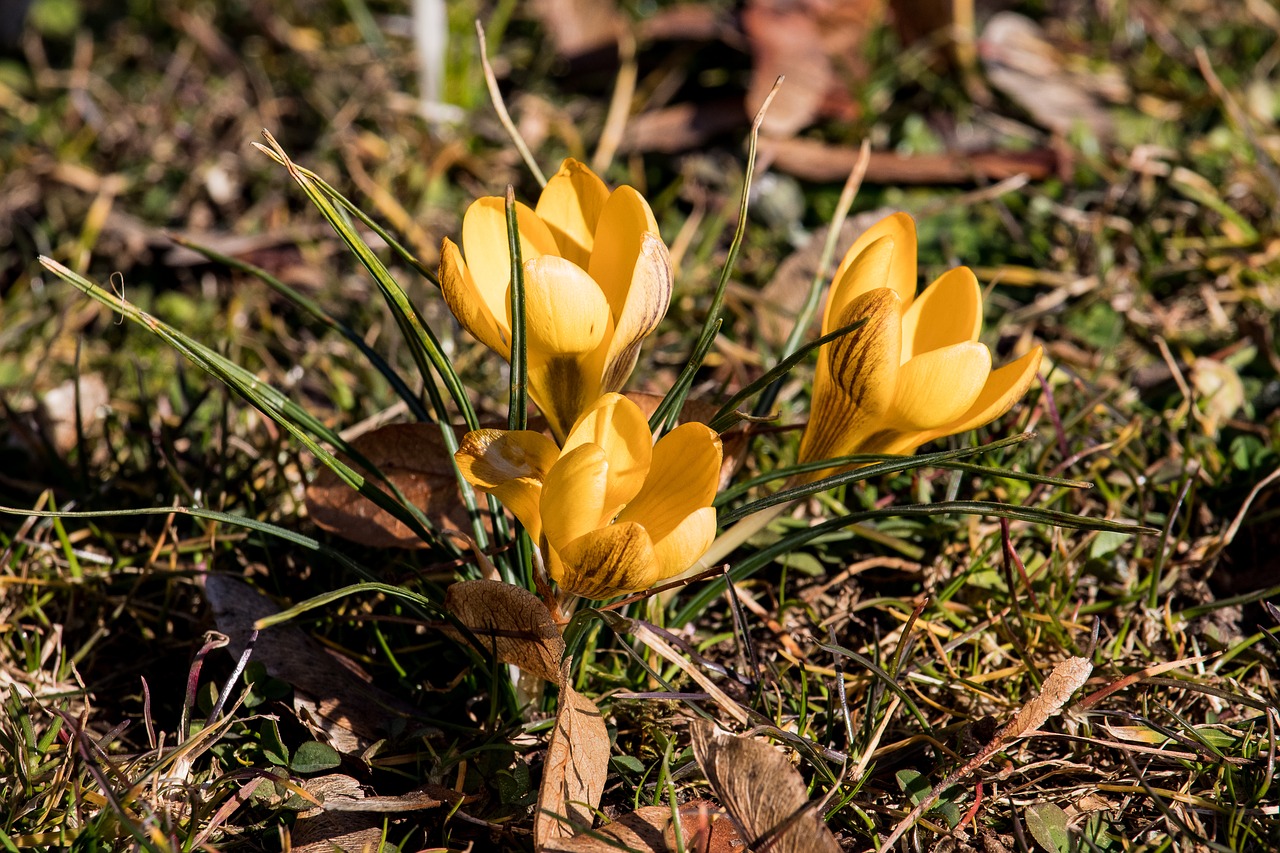 Желтые цветы ранней весной фото. Крокус желтый. Шафран цветок желтый. Крокус весенний желтый. Первоцветы тюльпаны.