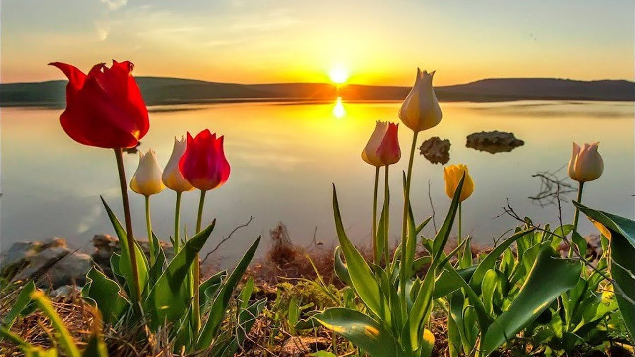 Тюльпаны природа Крым