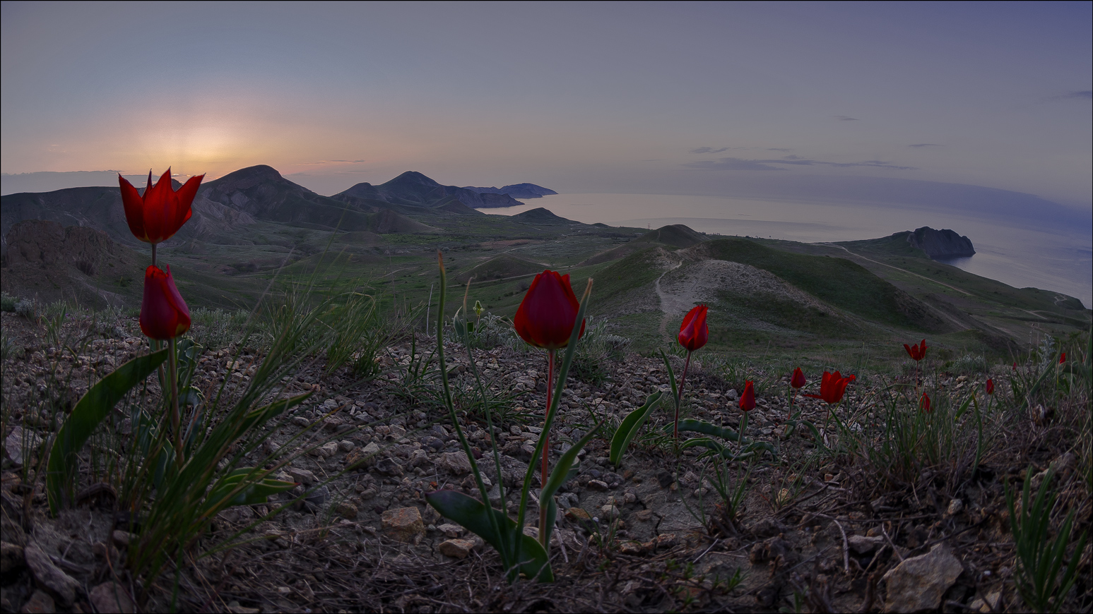тюльпаны в горах узбекистана