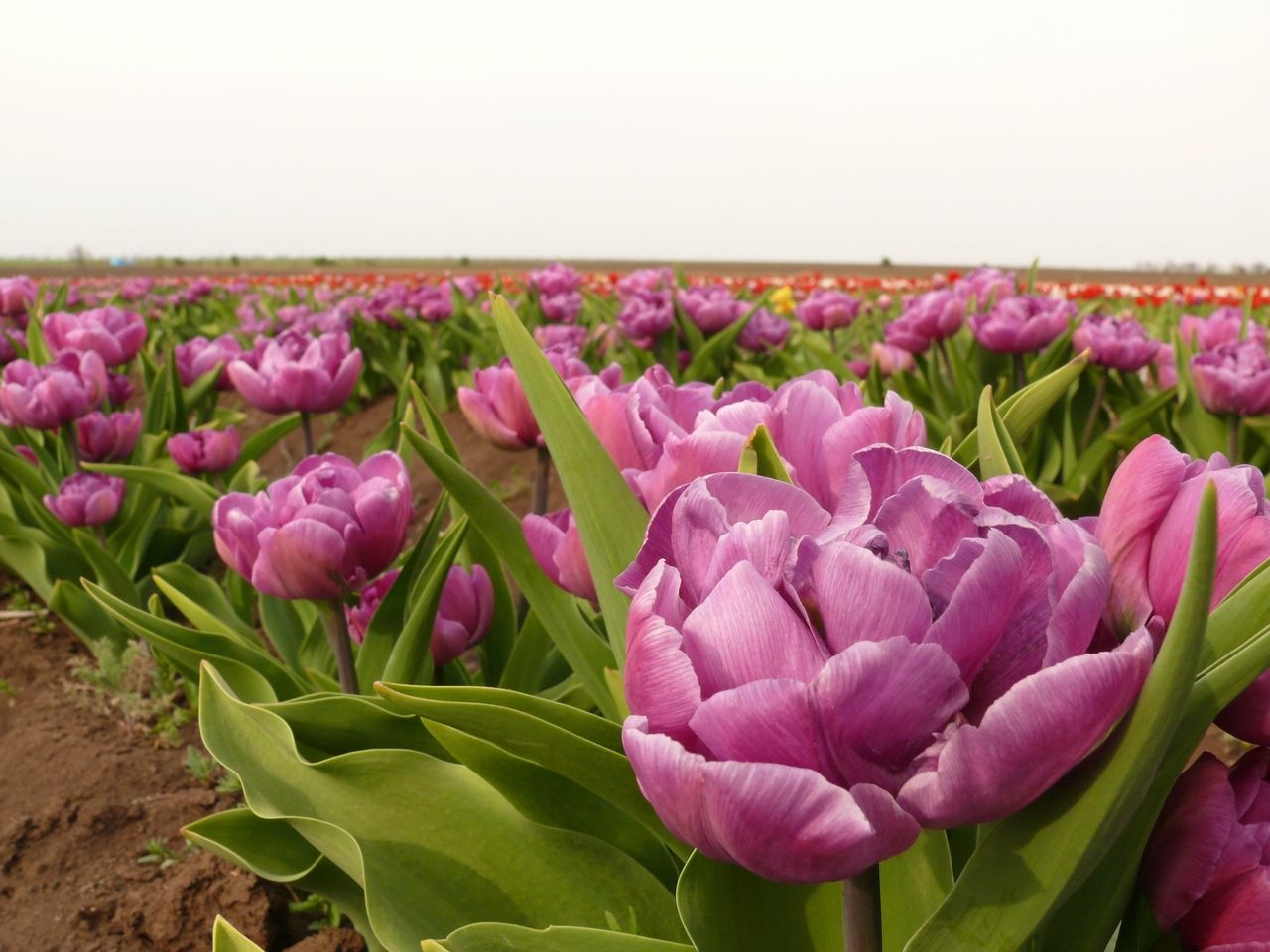 Крымский тюльпан фото