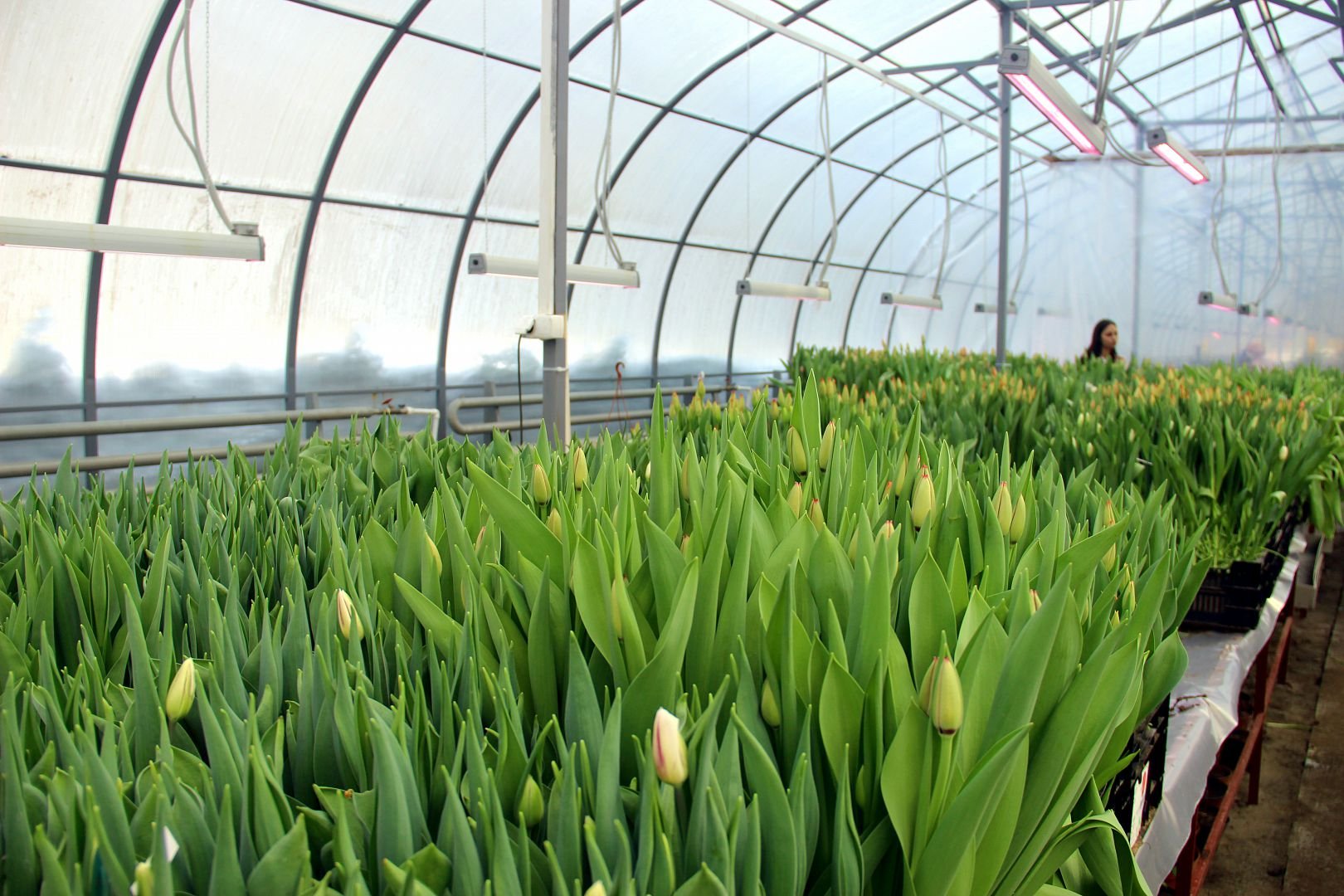 Сколько можно вырастить тюльпанов на 1 м2. Теплица для выгонки тюльпанов. Тепличное хозяйство тюльпаны.