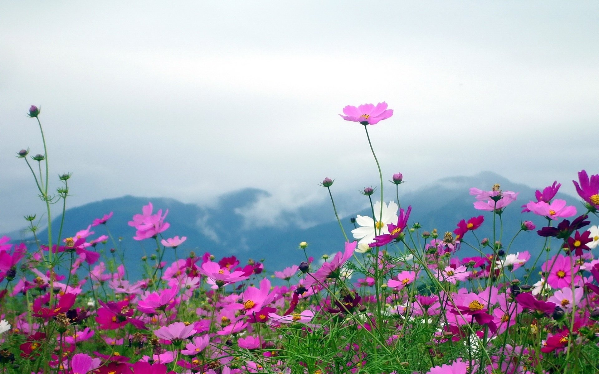 Южная Корея поле космея горы
