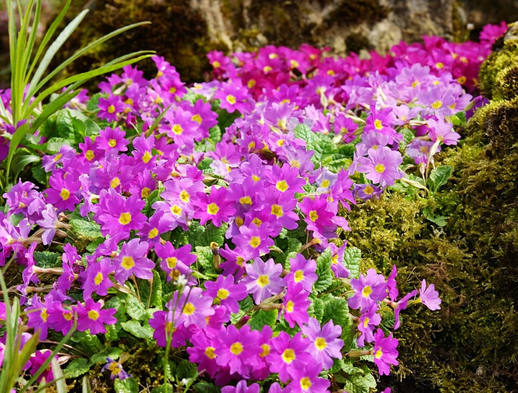 Цветы весной в саду фото