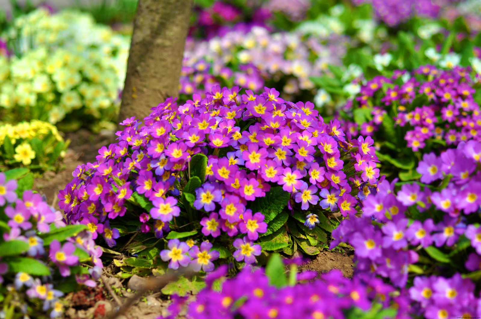 Цветы маленькие для сада фото и названия