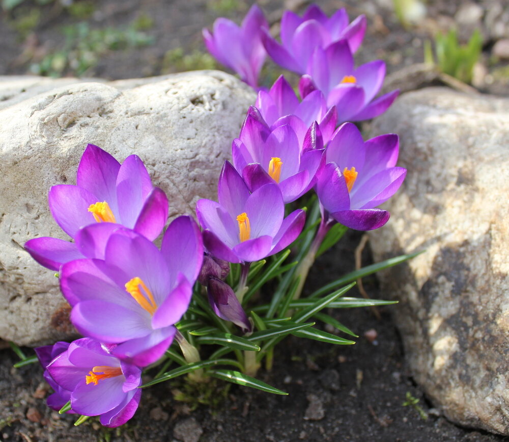 Цветы цветущие рано весной