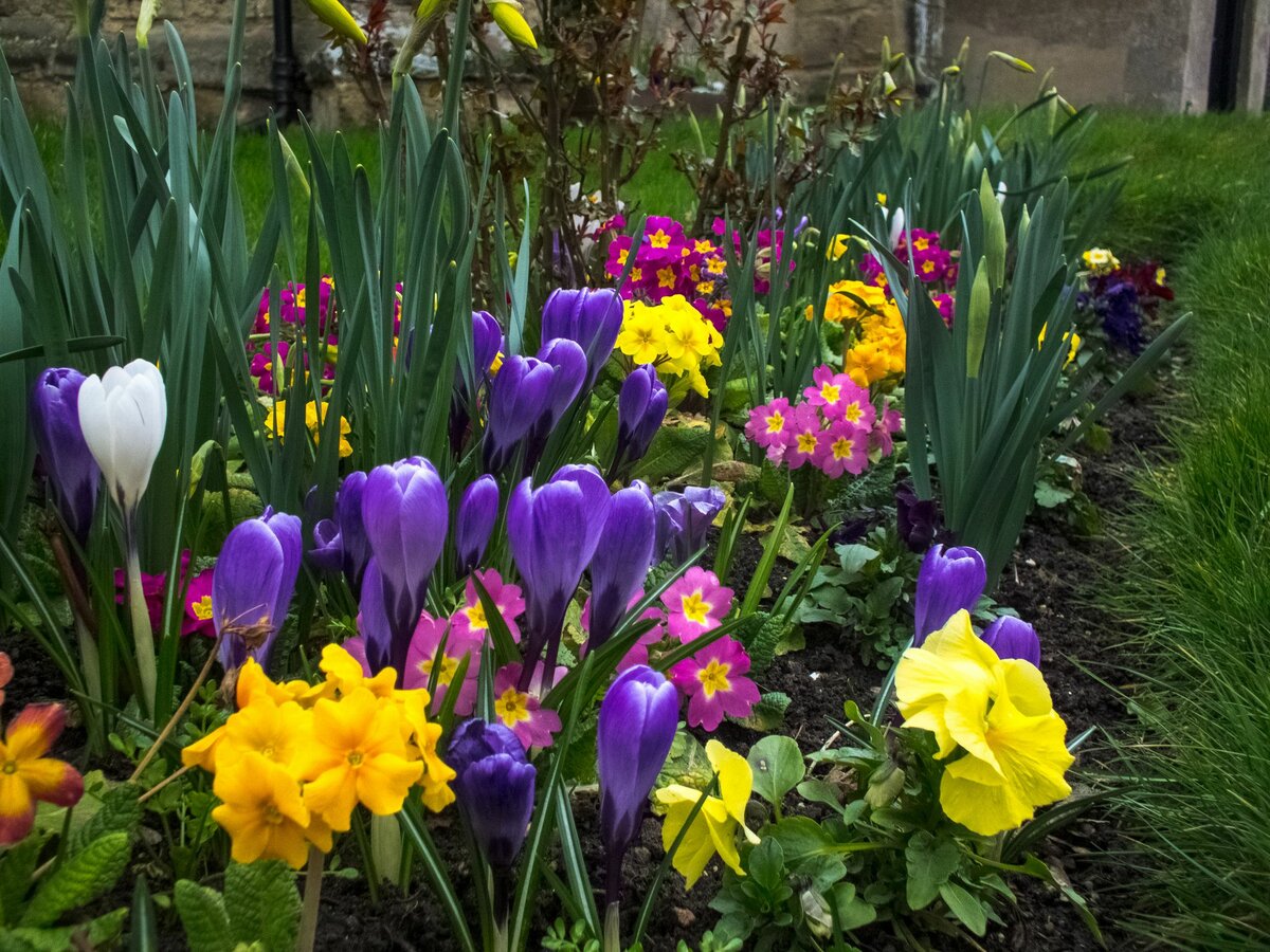 Цветы весной в саду фото