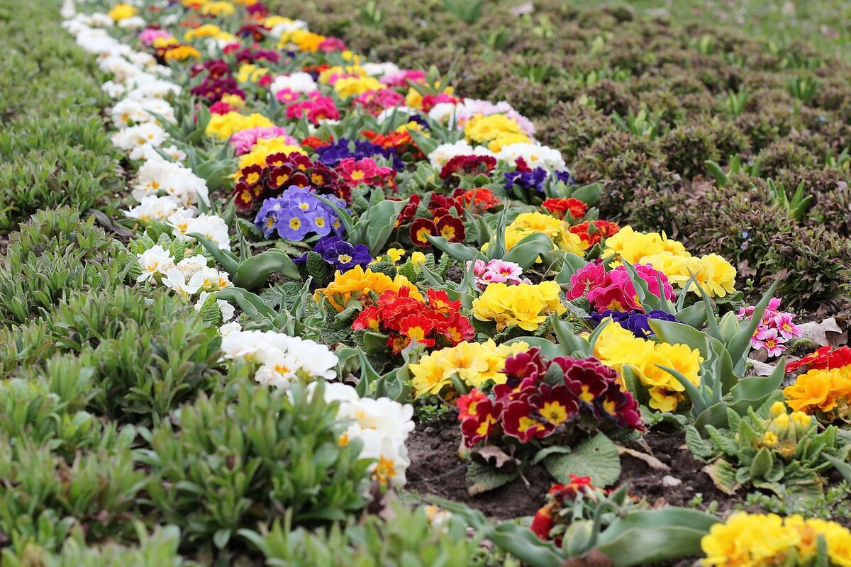 Фото цветов в огороде и название