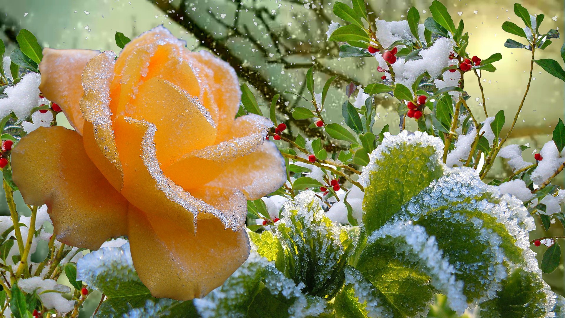 Красивые Цветы В Снегу
