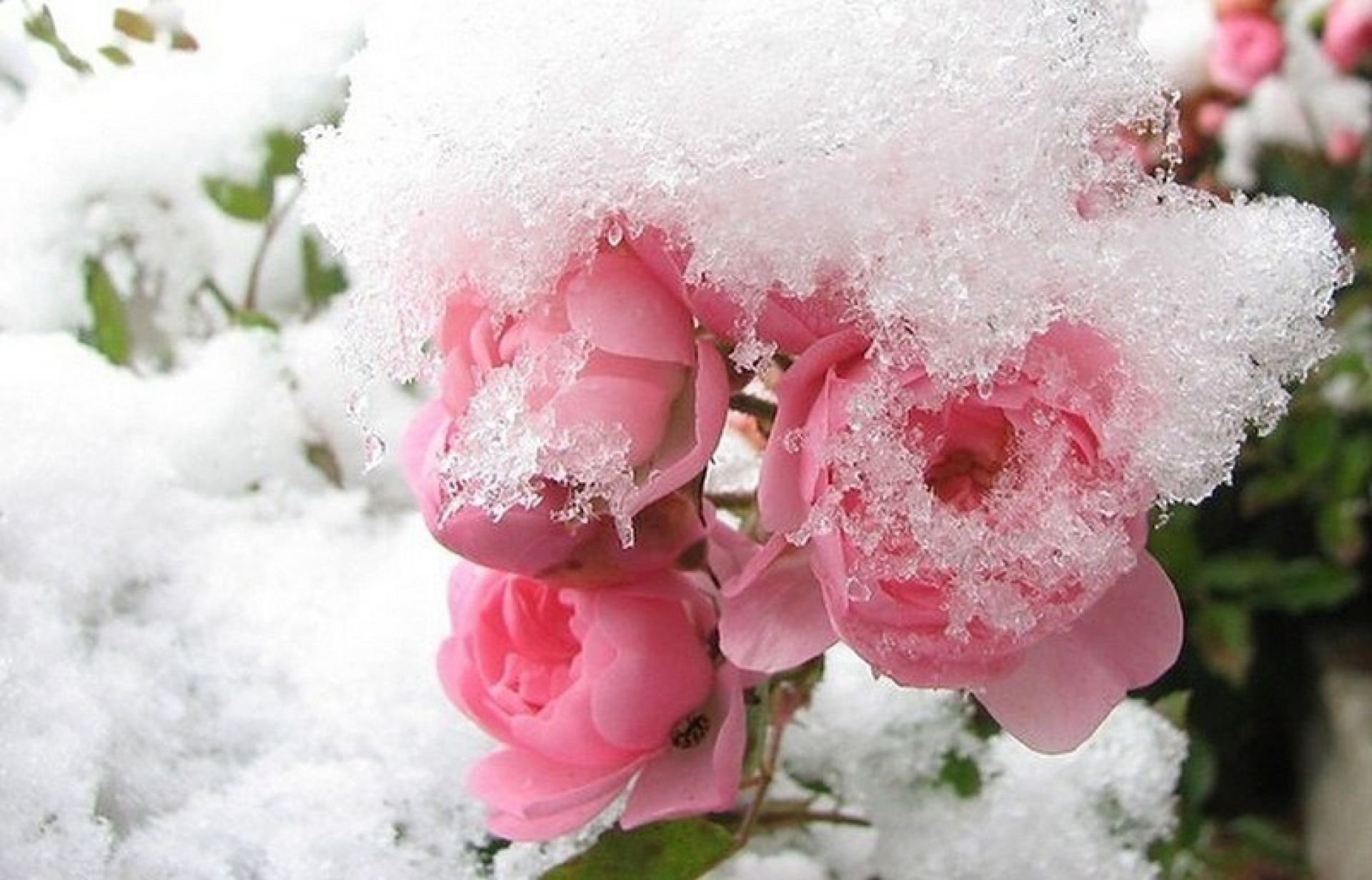 Пион персик под снегом фото и описание