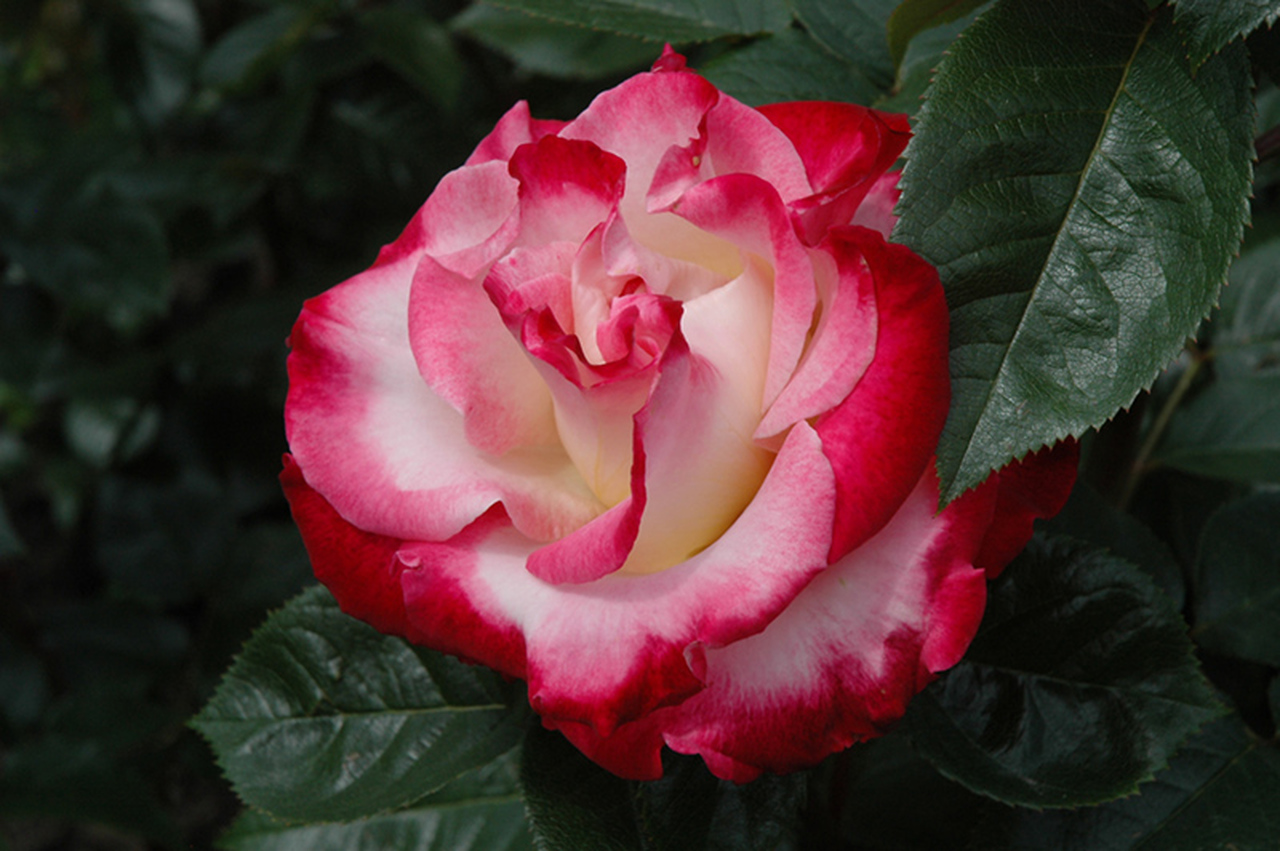 Dick clark's rose