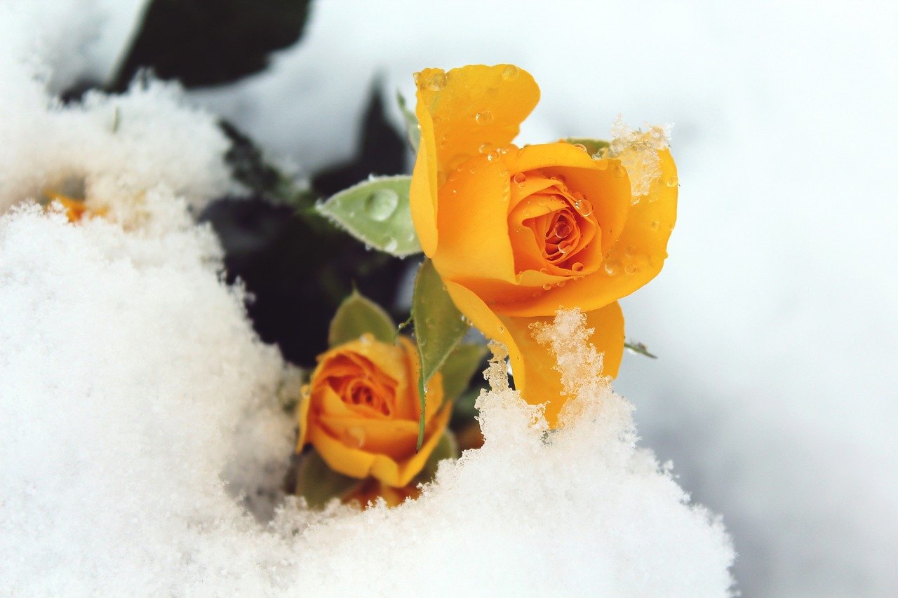 Желтые цветы в снегу