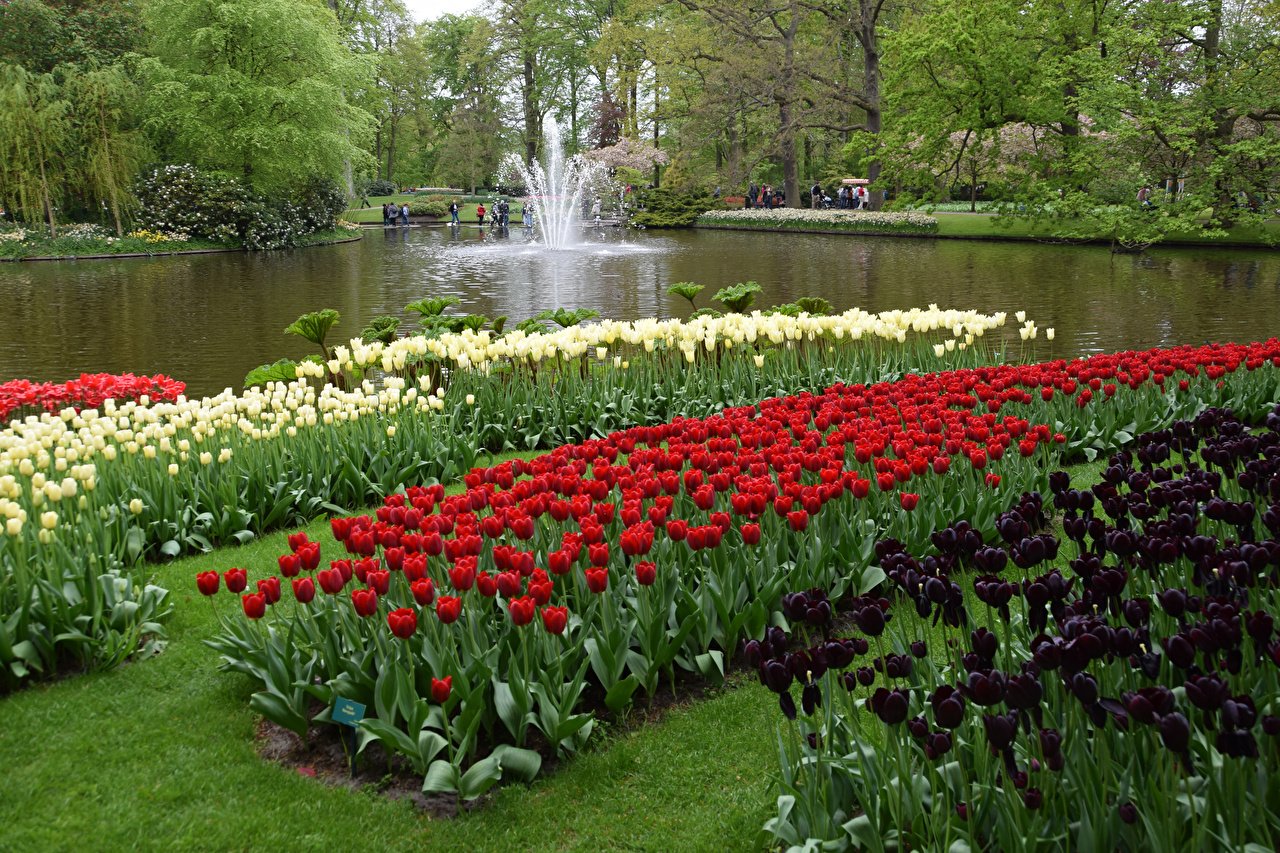 Парк Кейкенхоф, Голландия-