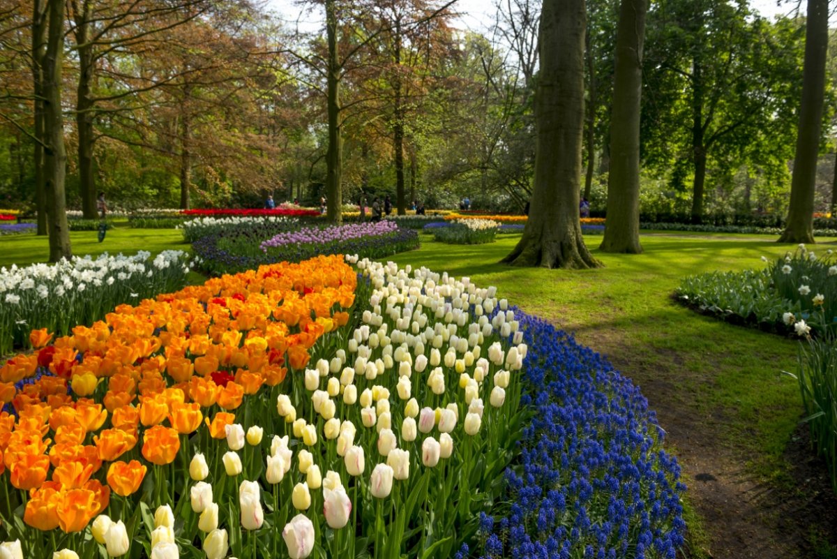 Амстердам парк цветов Кейкенхоф