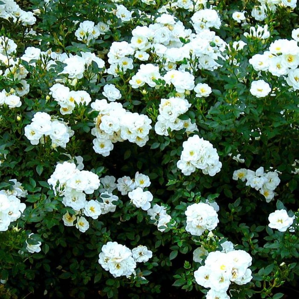 Роза почвопокровная Свани белый