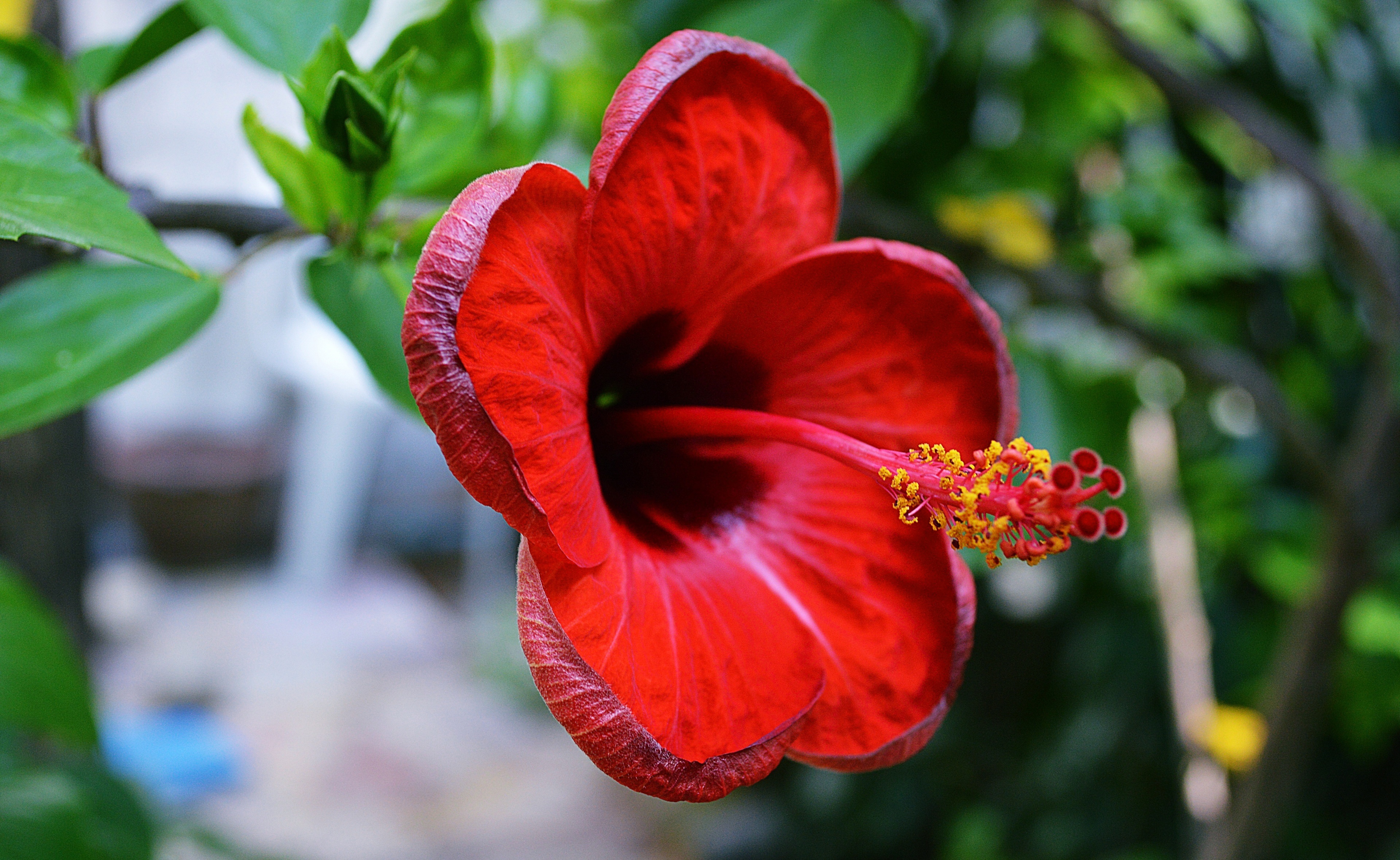 Красные Тропические Цветы