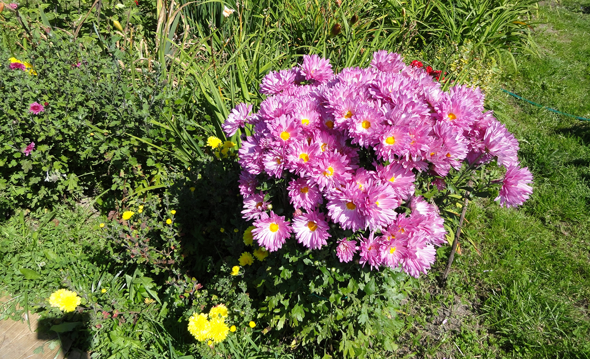 Кустовая хризантема фото в саду