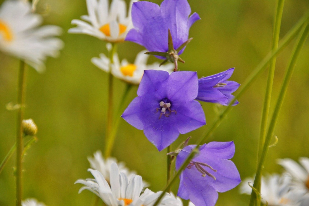 Луговые цветы Эстонии