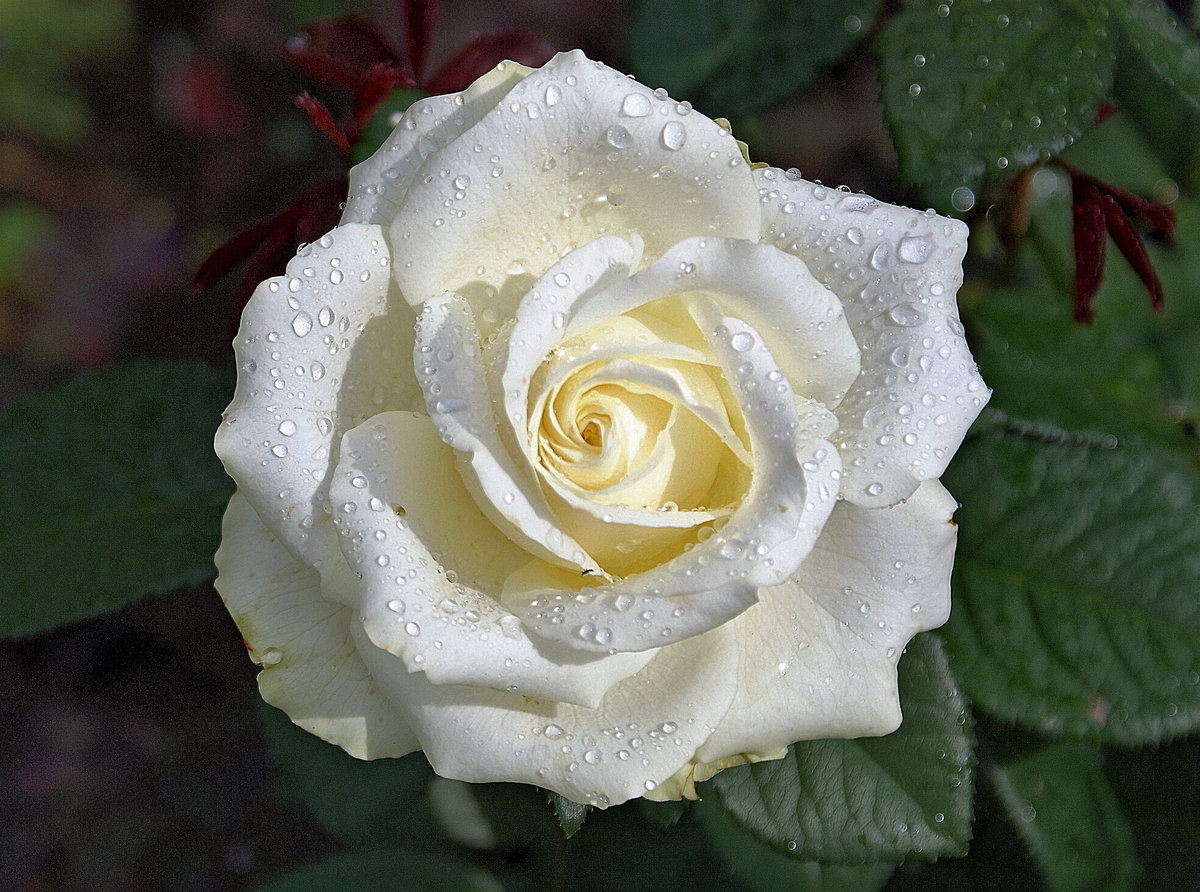 Роза чайно-гибридная белый медведь