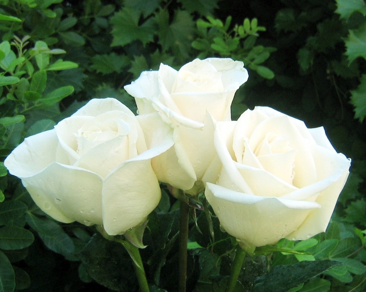 Розы белые фото и названия