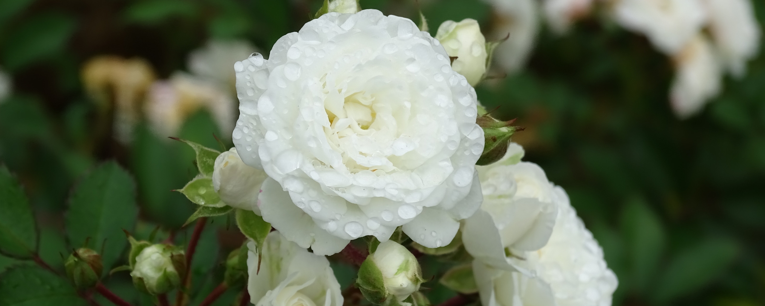 Сорт розы белый медведь фото