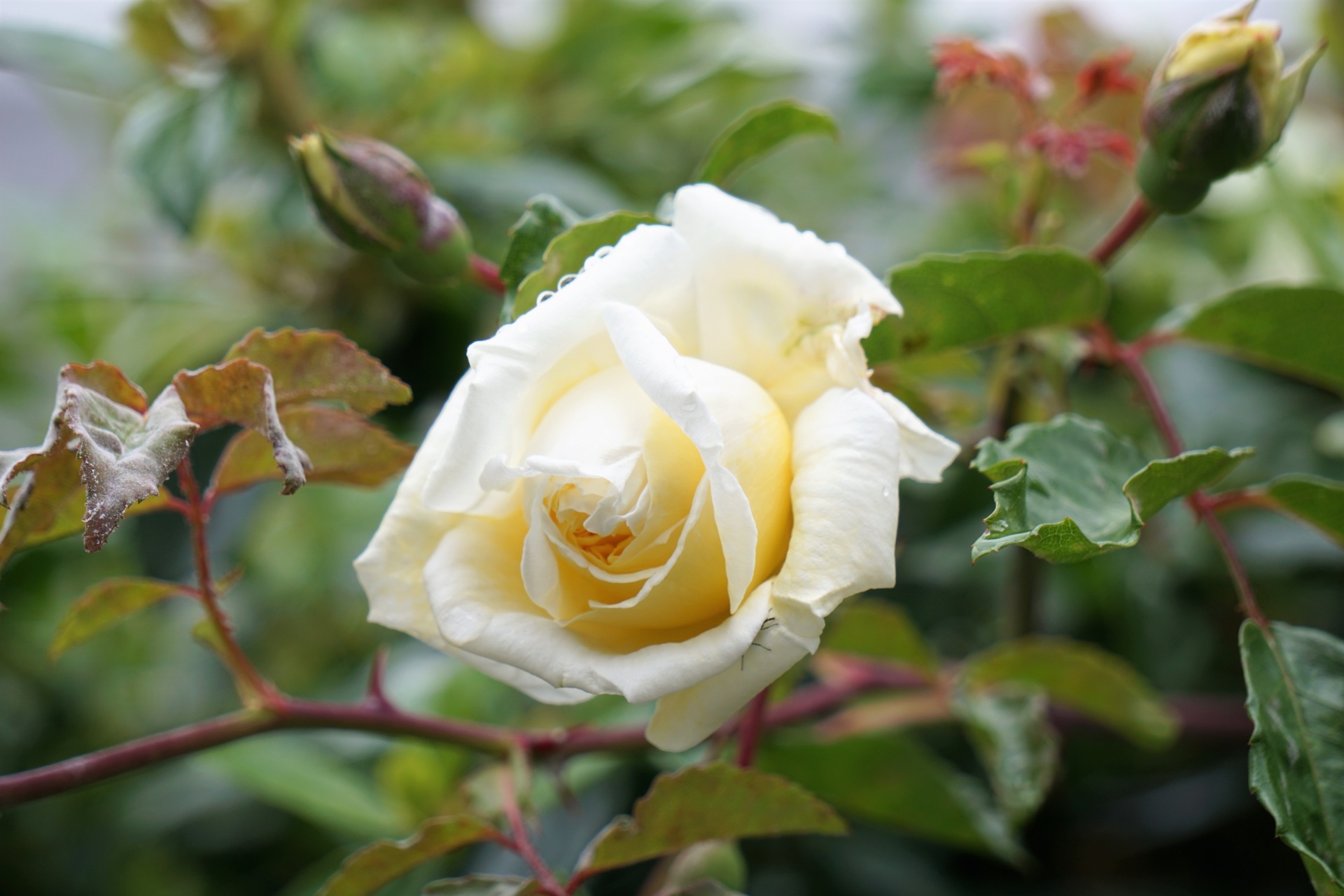 Роза флорибунда Белла роза