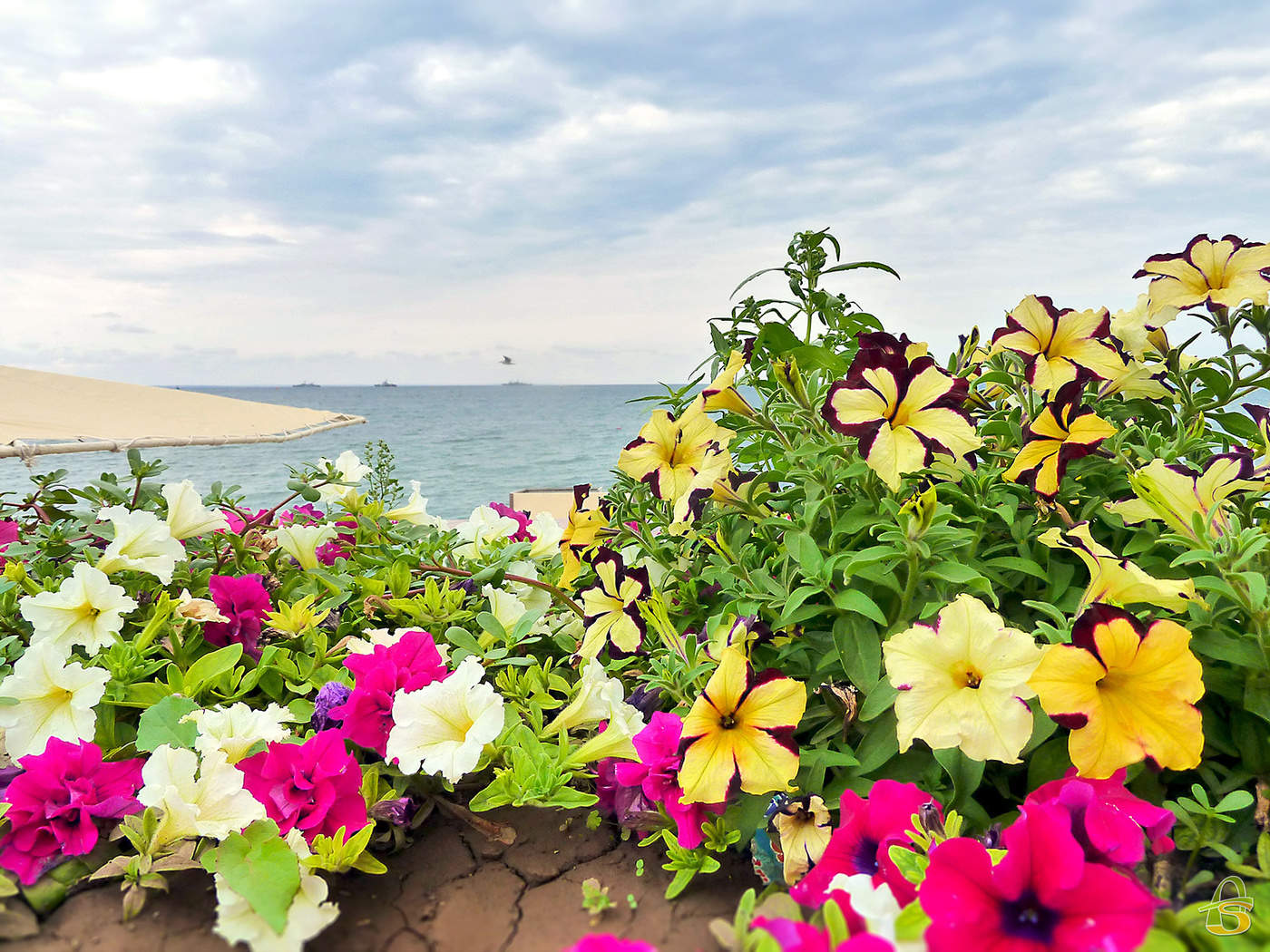 Яркие цветы на море. Цветы Феодосия. Цветущая Феодосия. Море цветов.