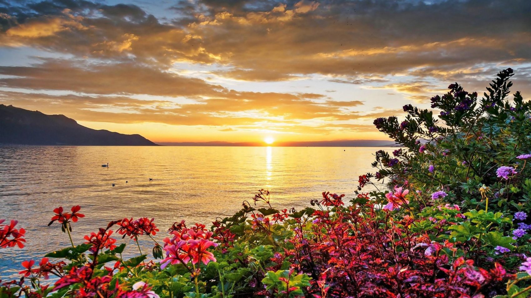 Фото море горы цветы