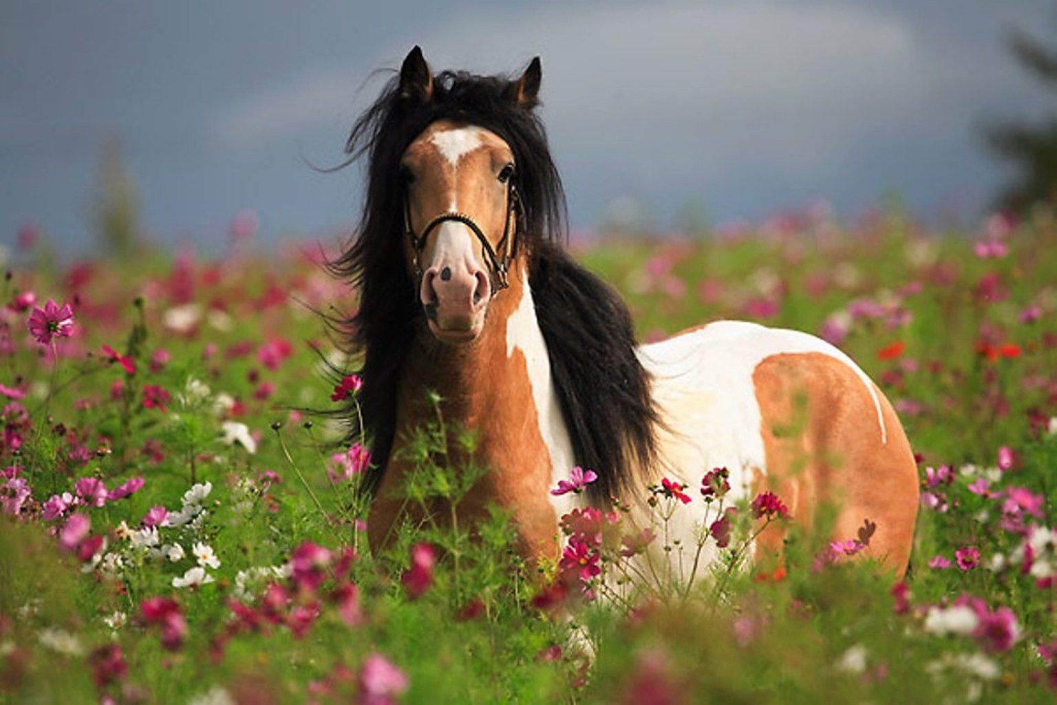 Лошадки в цветах
