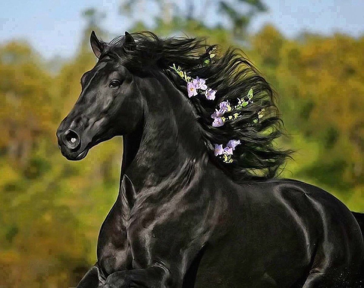 лошадь фото красивые черные
