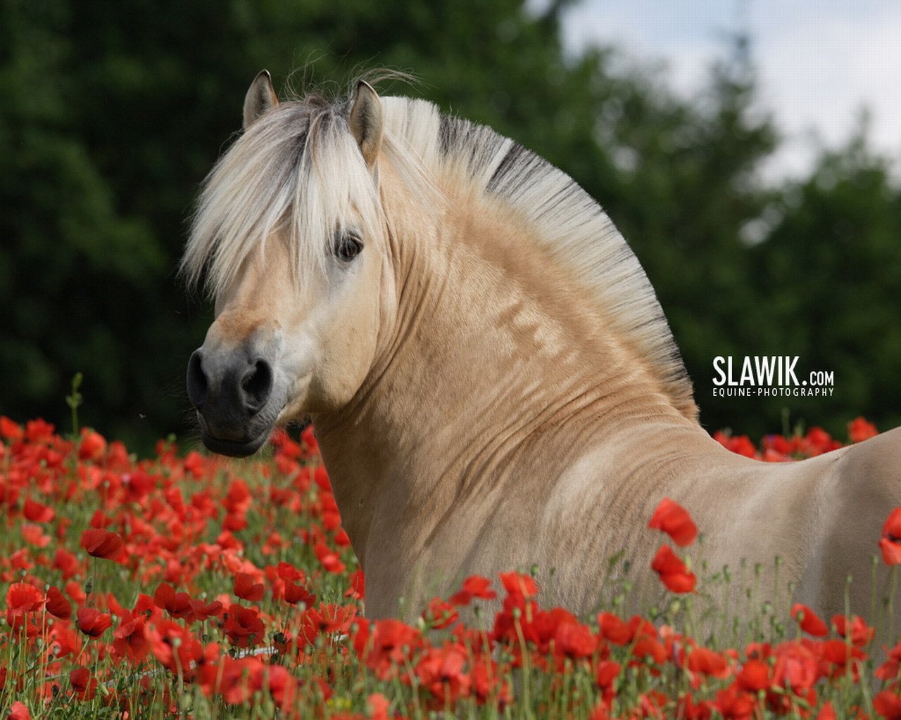 Лошади красивые в цветах